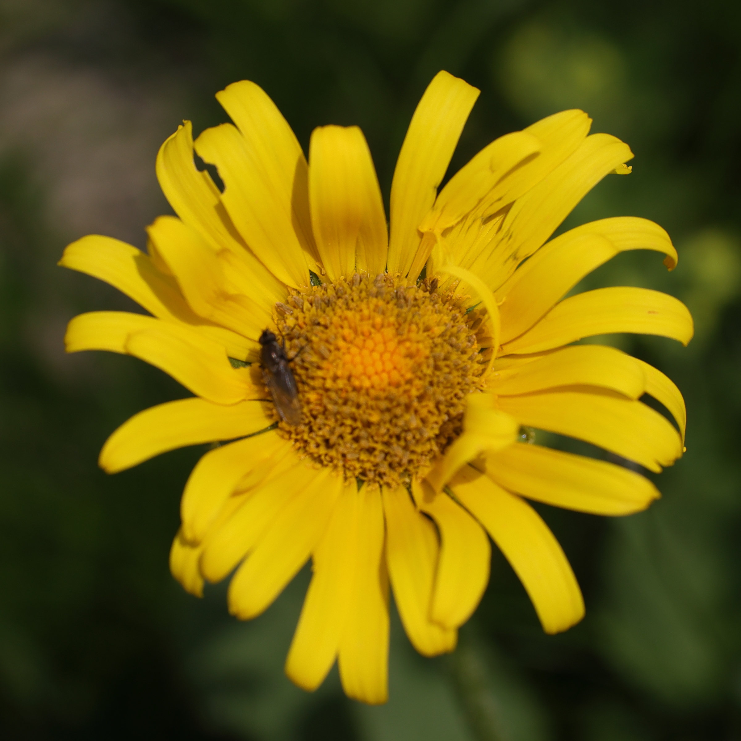 Afficher le média doronicum_grandiflorum2md doronicum_grandiflorum2md