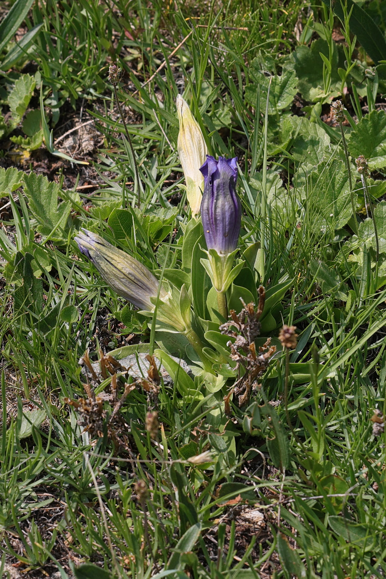 gentiana_acaulis1md