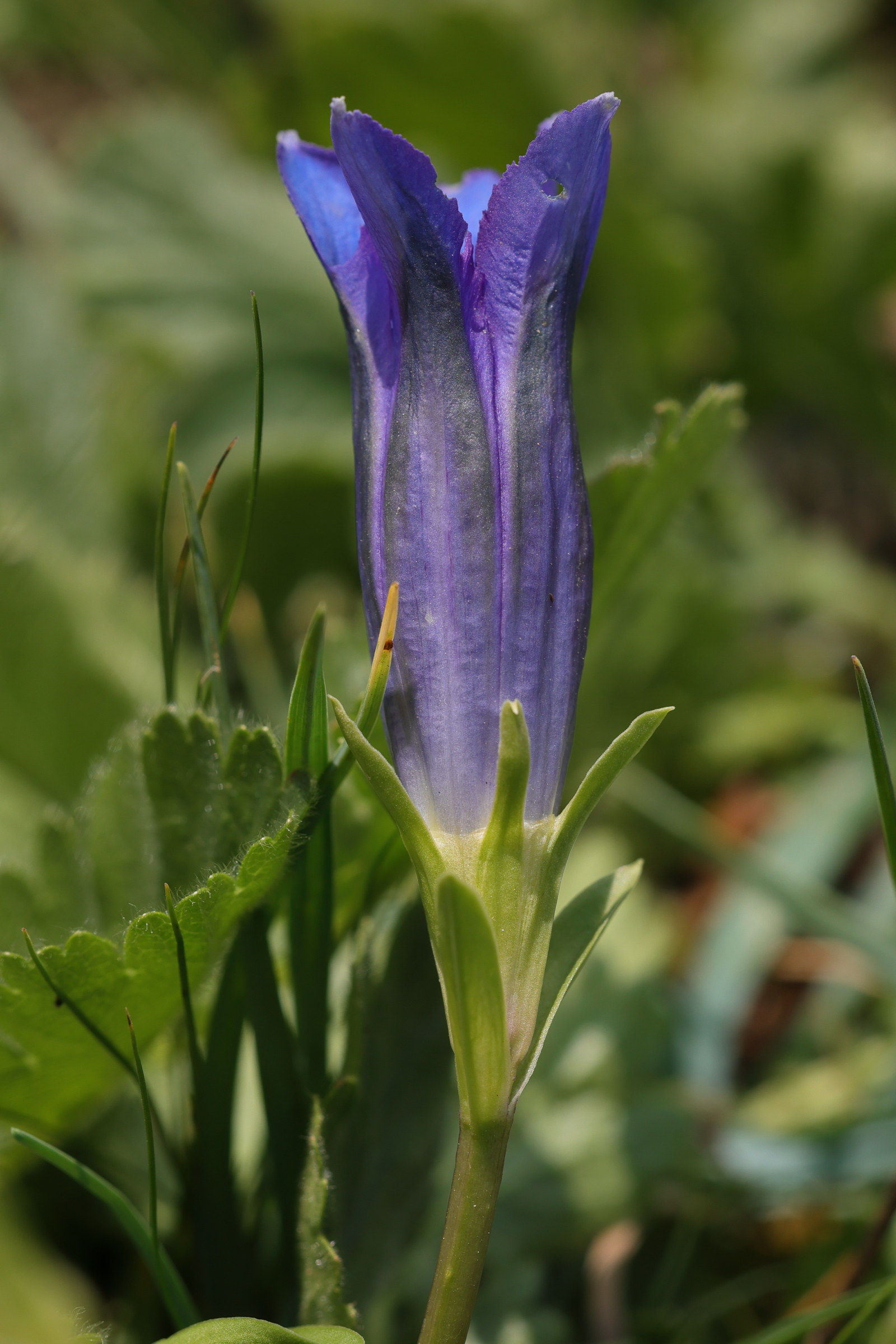 gentiana_acaulis2md