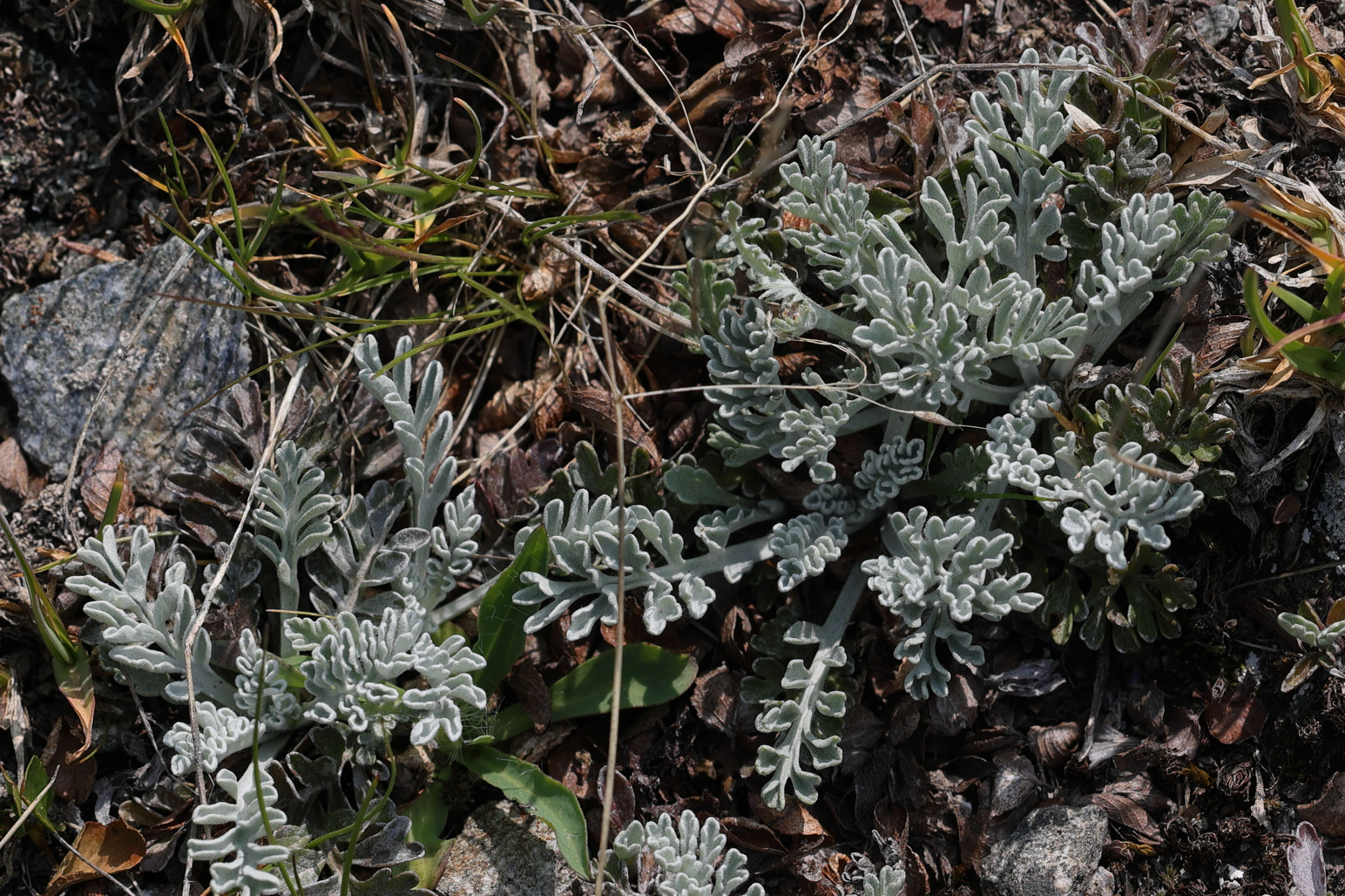 Afficher le média jacobaea_incana7md jacobaea_incana7md