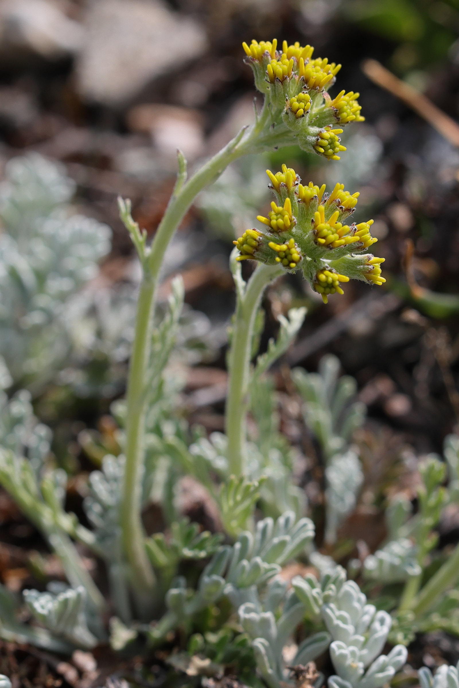 Afficher le média jacobaea_incana8md jacobaea_incana8md