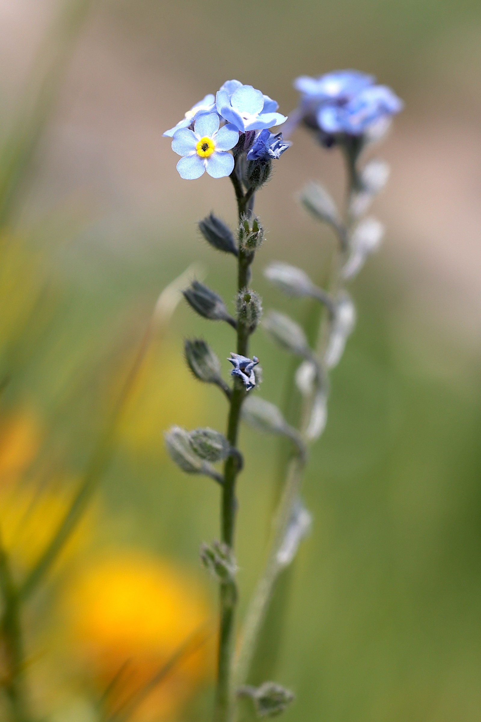 myosotis_alpestris5md