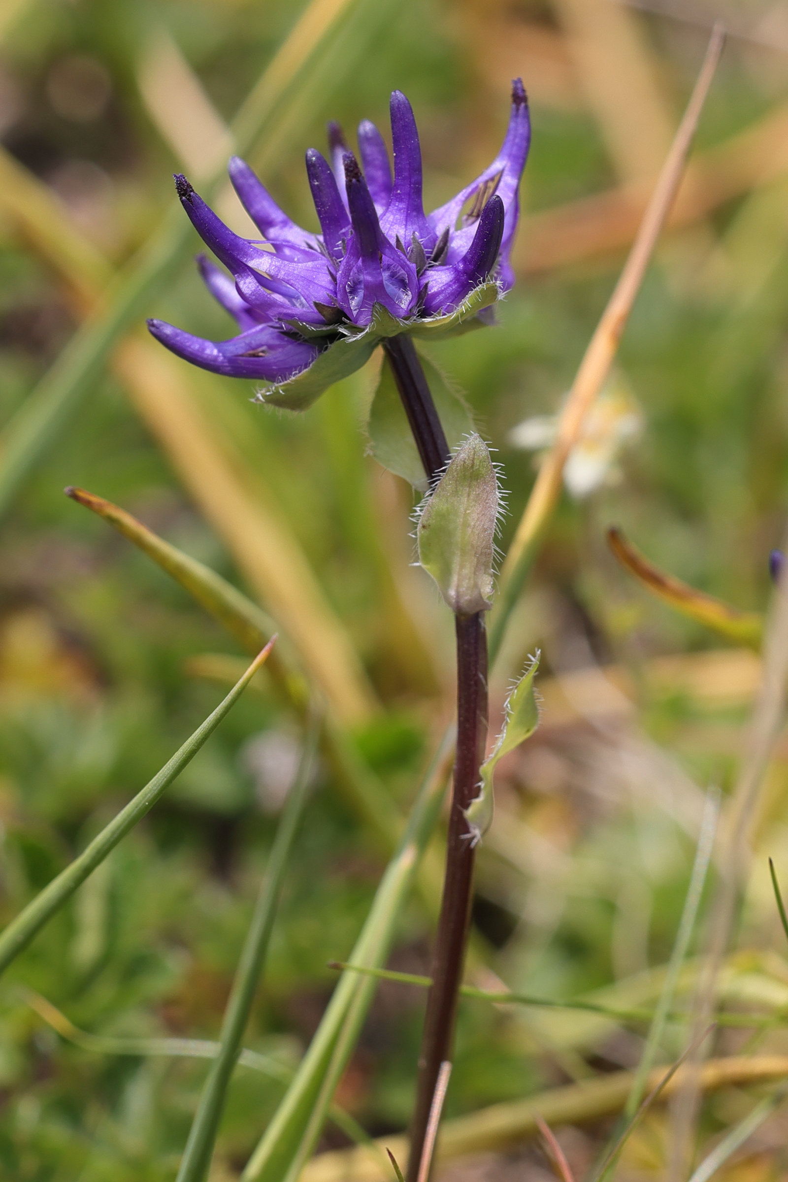 phyteuma_globulariifolium2md