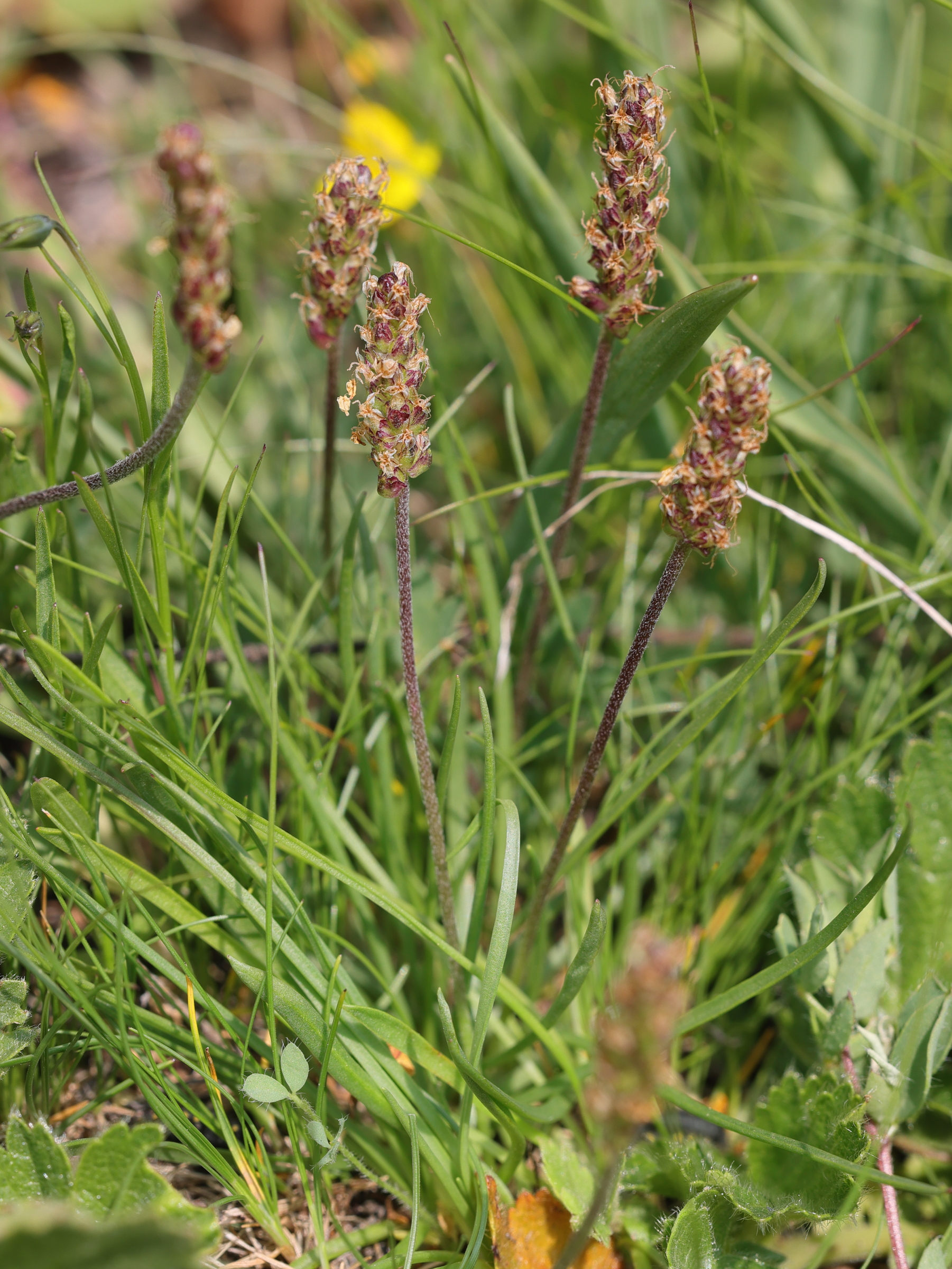 Afficher le média plantago_alpina4md plantago_alpina4md