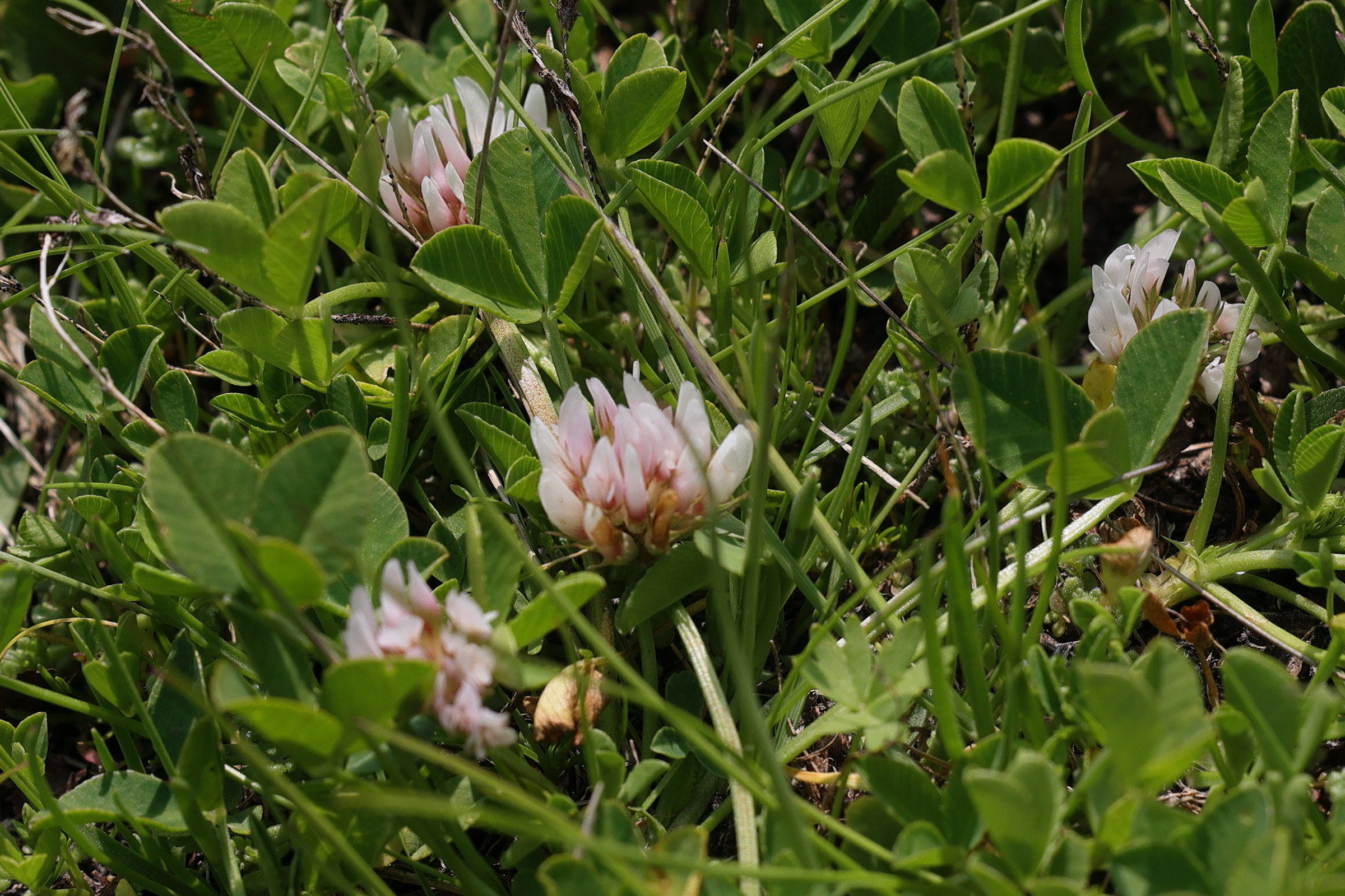 Afficher le média trifolium_thalii2md trifolium_thalii2md