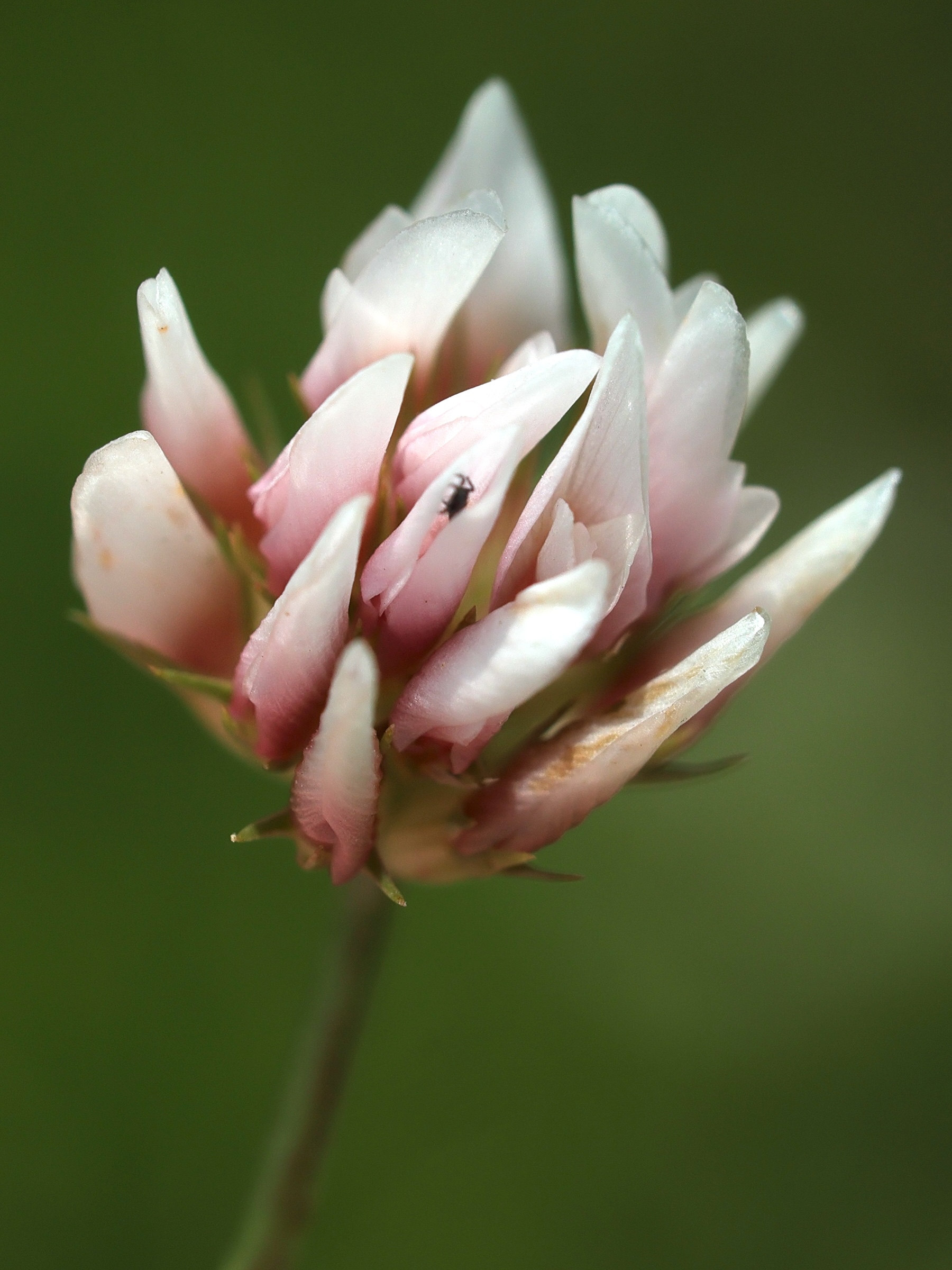 Afficher le média trifolium_thalii3md trifolium_thalii3md