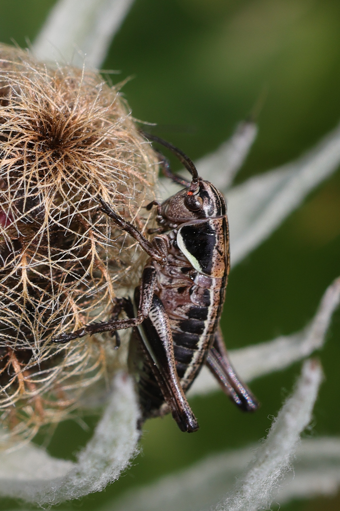 anonconotus_baracunensis_occidentalis2md