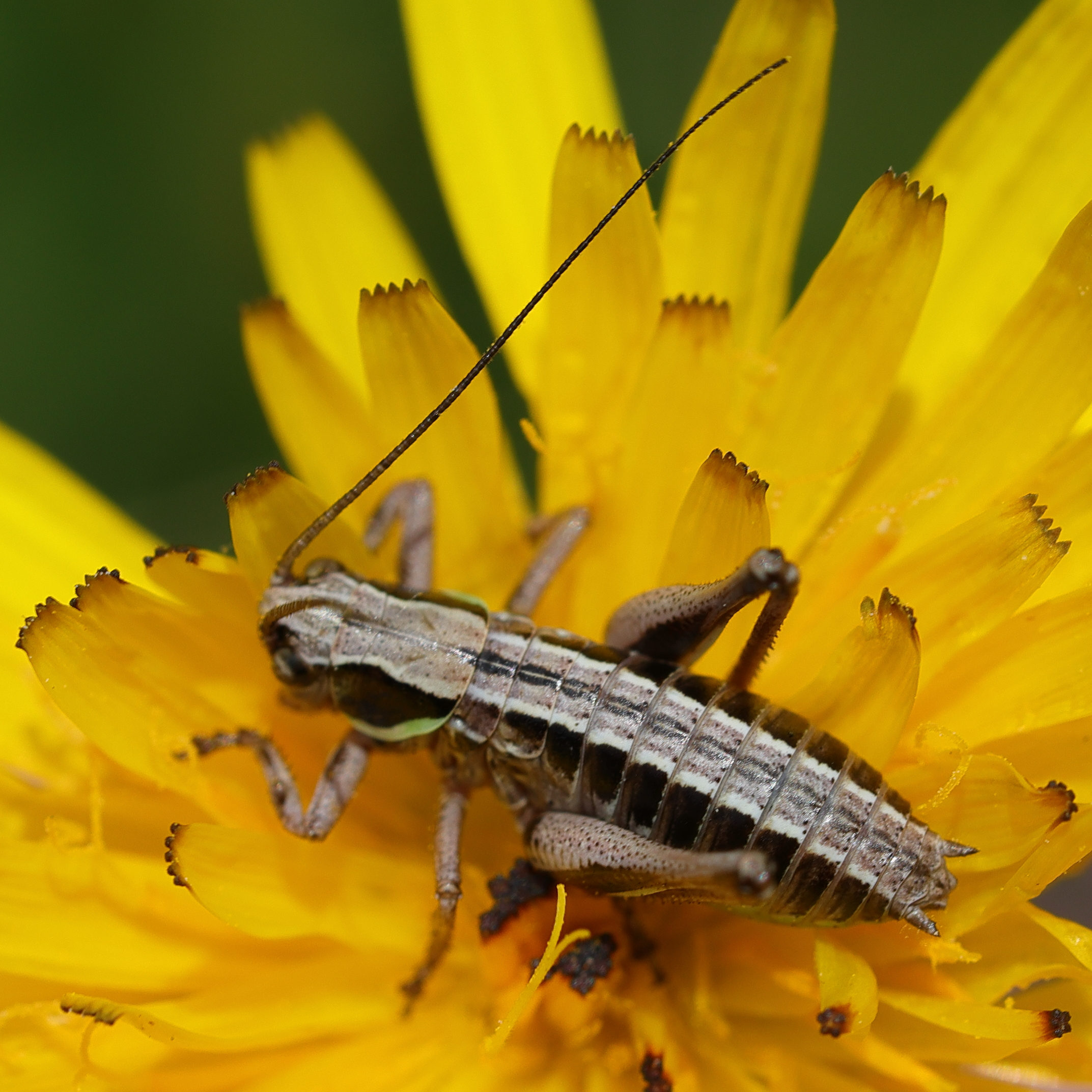 anonconotus_baracunensis_occidentalis3md