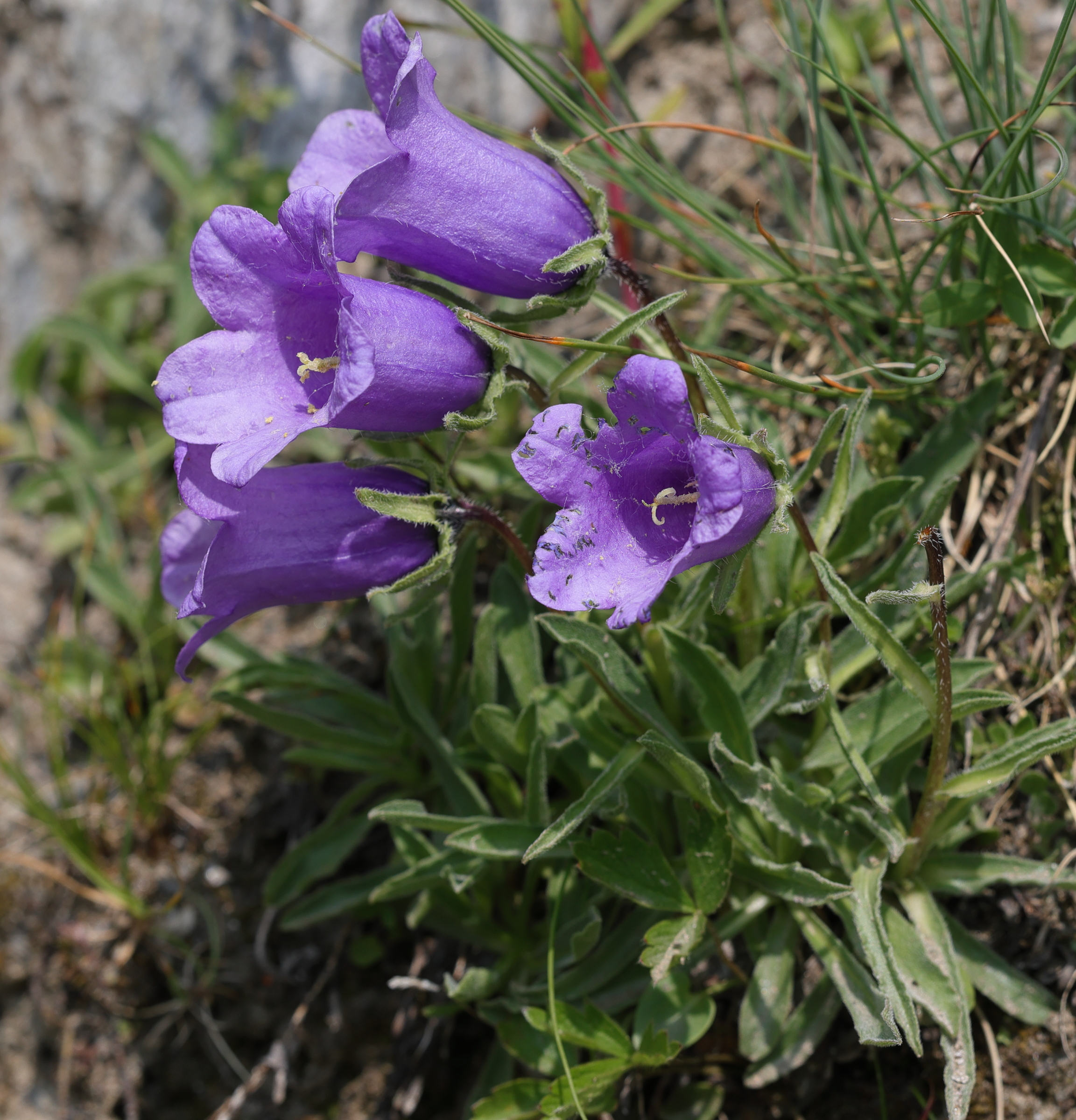 Afficher le média campanula_alpestris7md campanula_alpestris7md