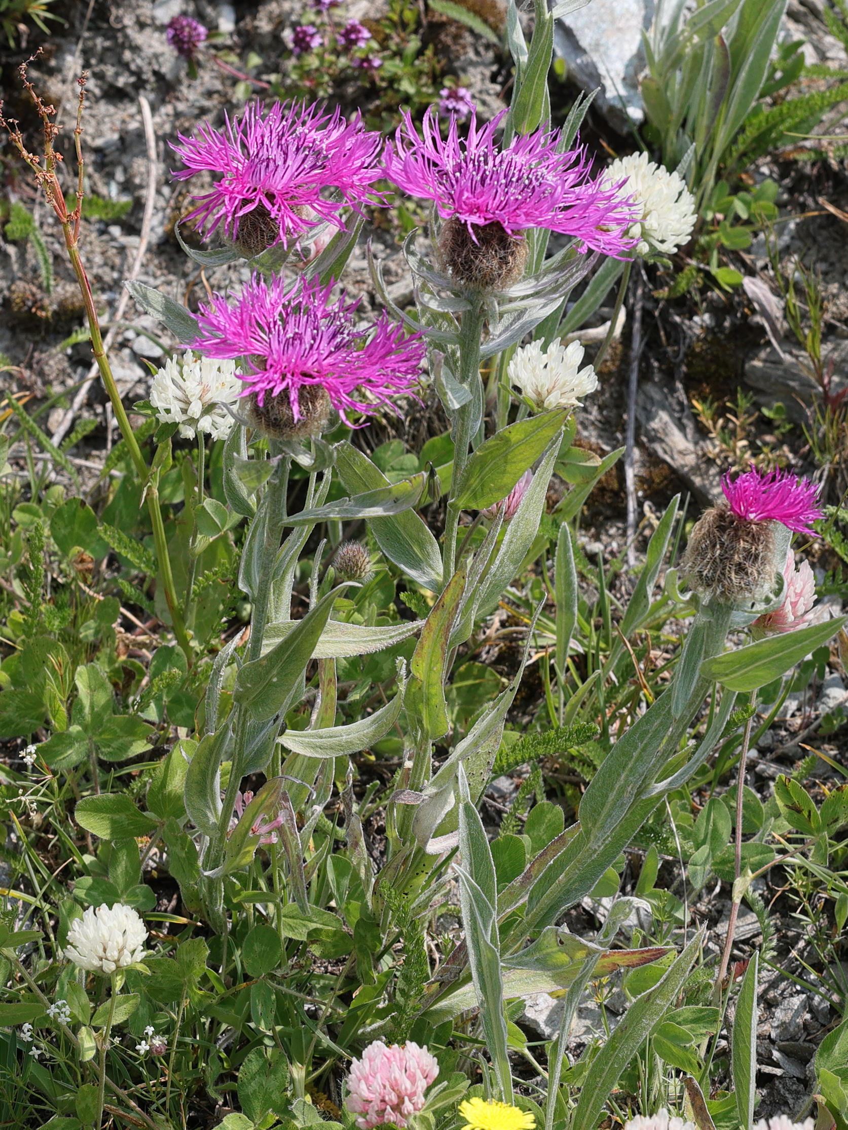 centaurea_nervosa_nervosa2md