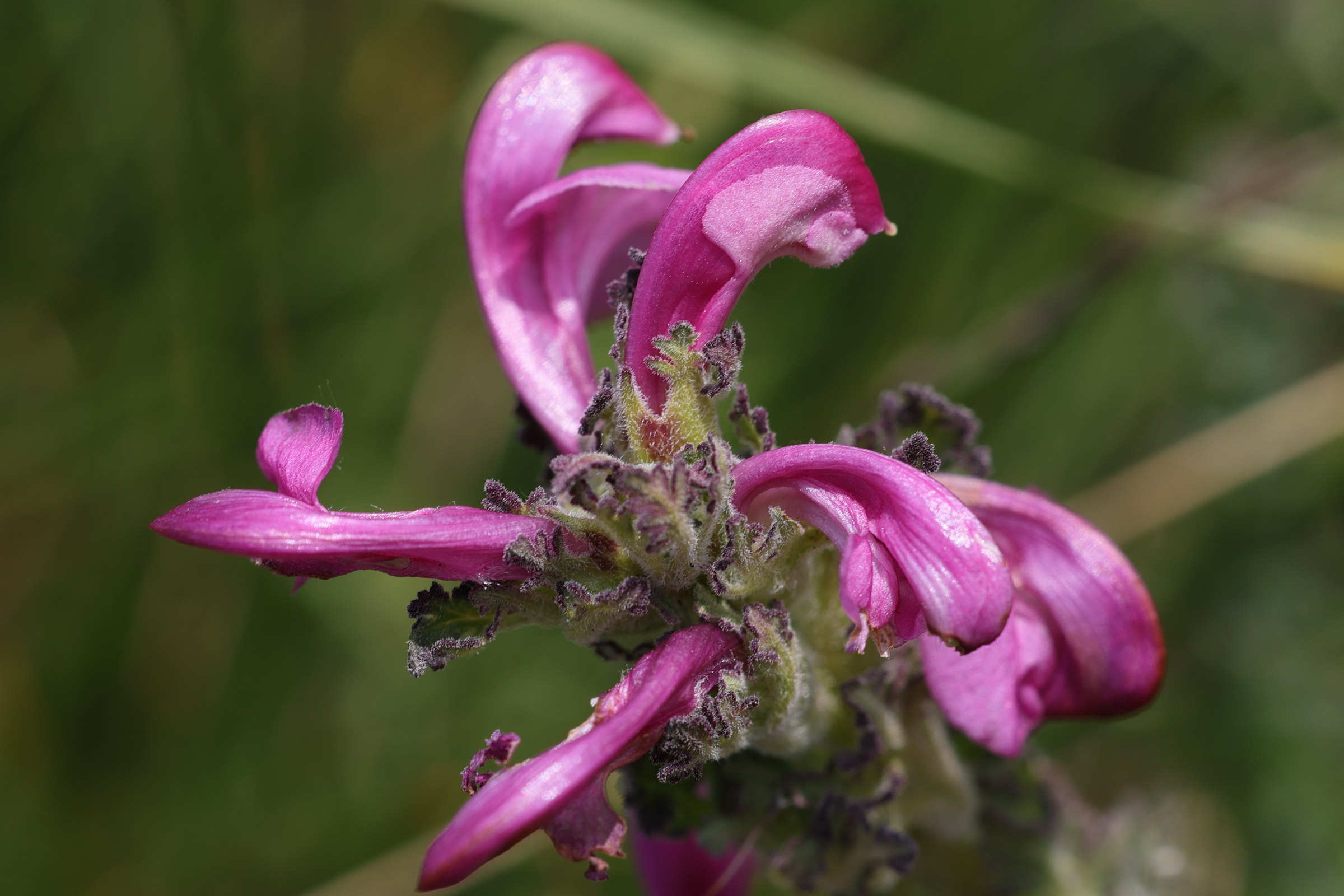 Afficher le média pedicularis_gyroflexa3md pedicularis_gyroflexa3md