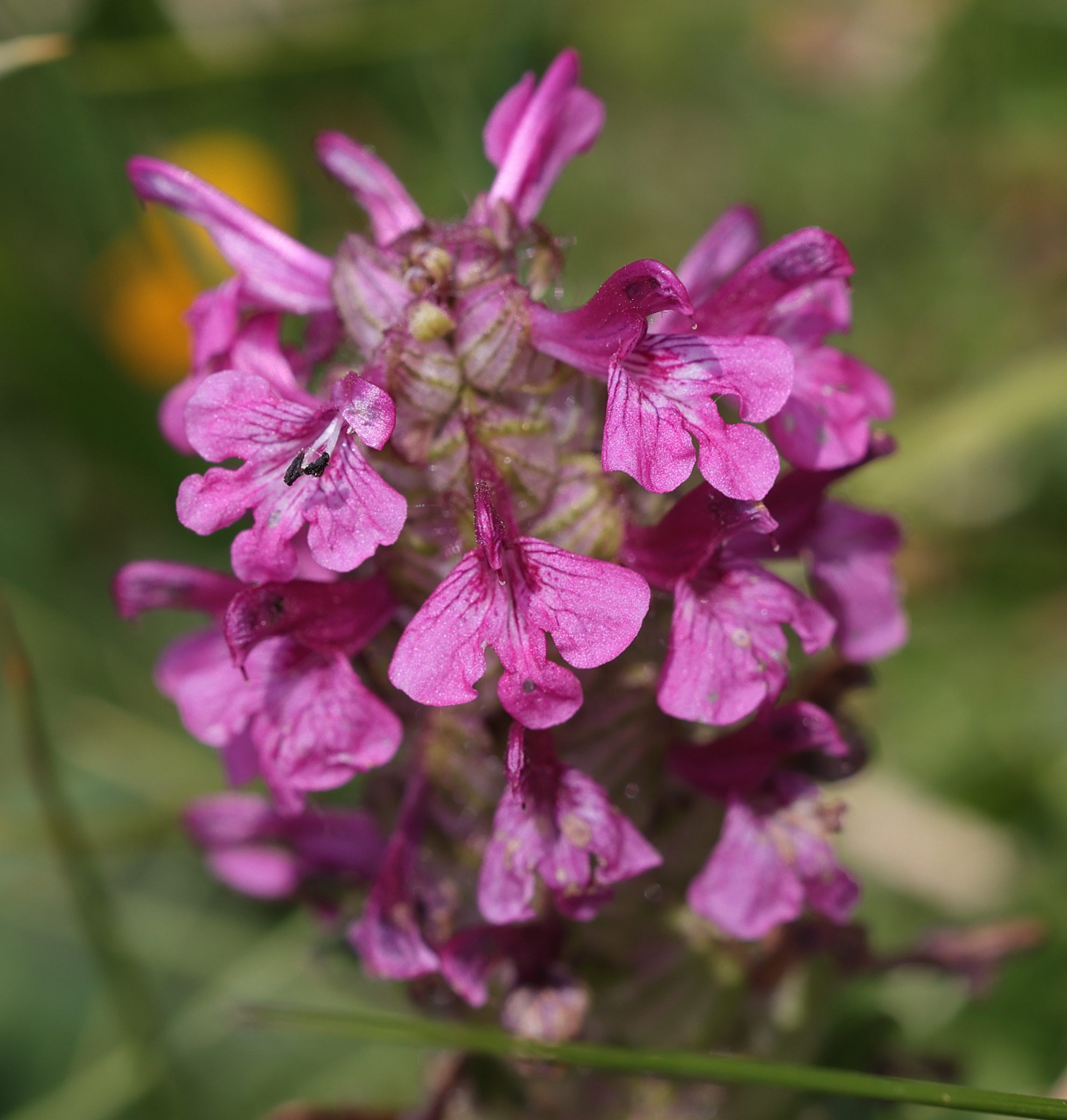 pedicularis_verticillata2md