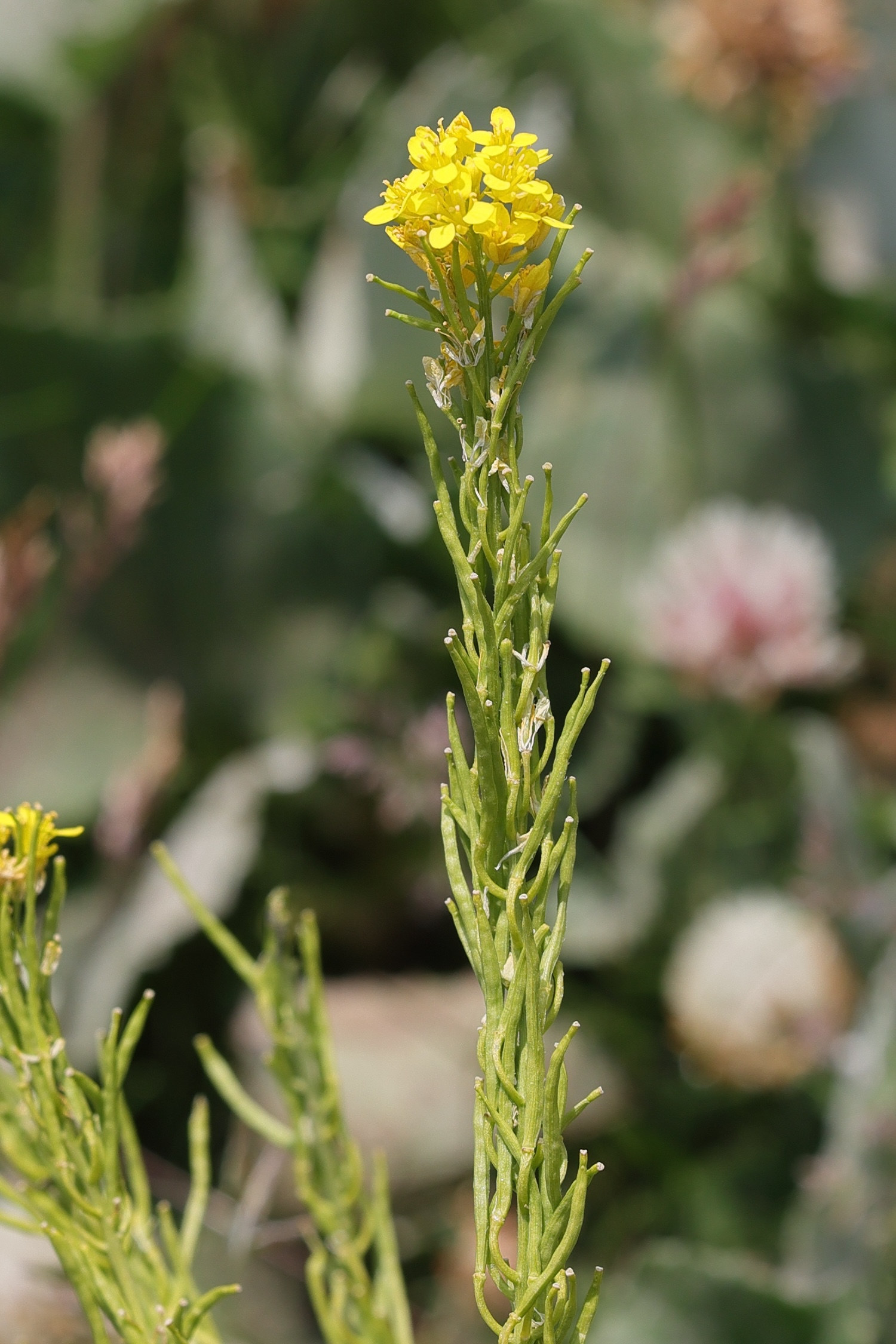 Afficher le média sisymbrium_austriacum2md sisymbrium_austriacum2md