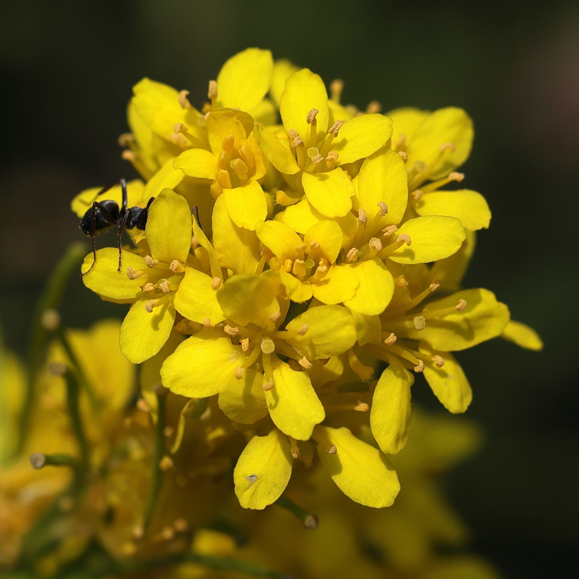 Afficher le média sisymbrium_austriacum5md sisymbrium_austriacum5md