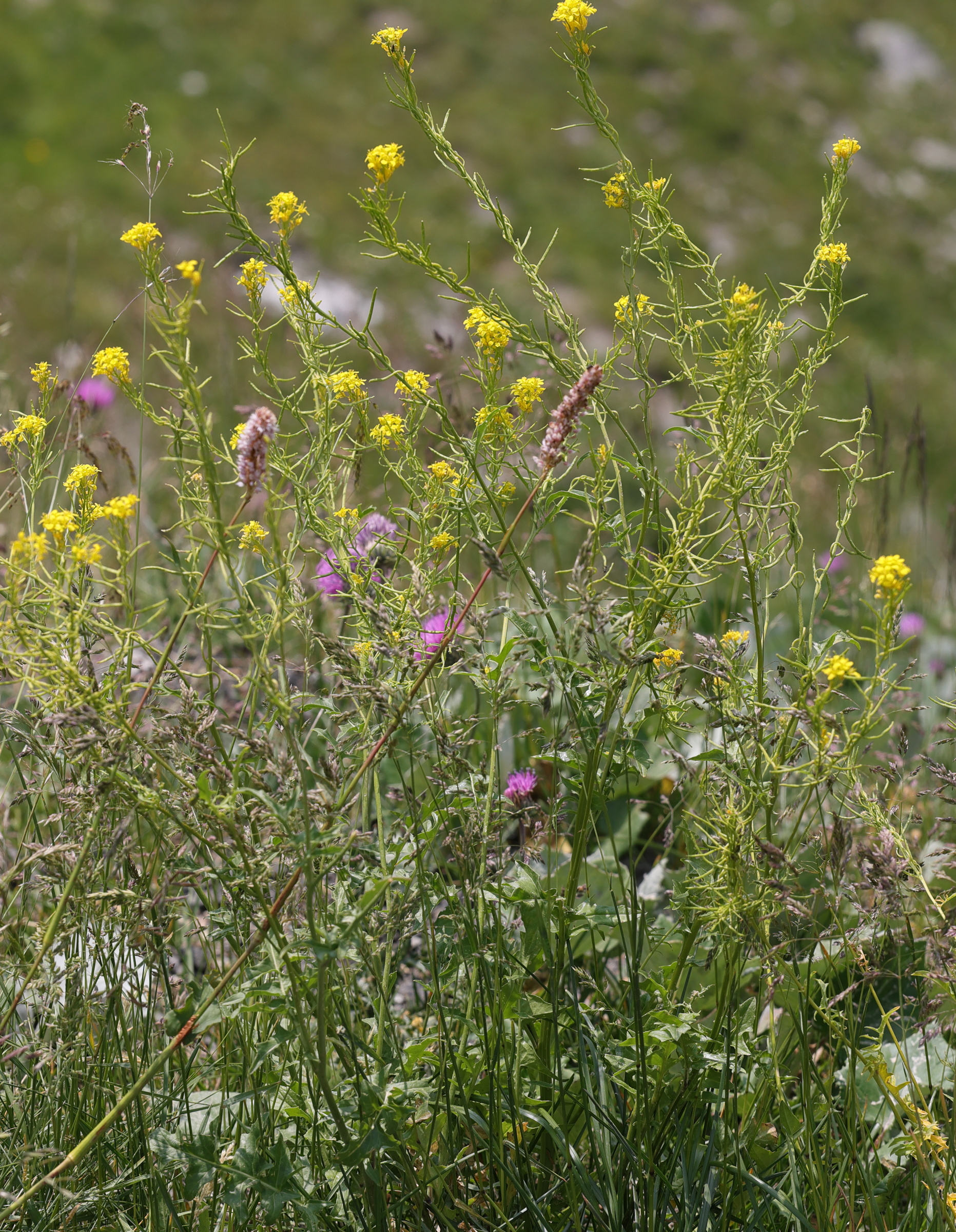 Afficher le média sisymbrium_austriacum6md sisymbrium_austriacum6md