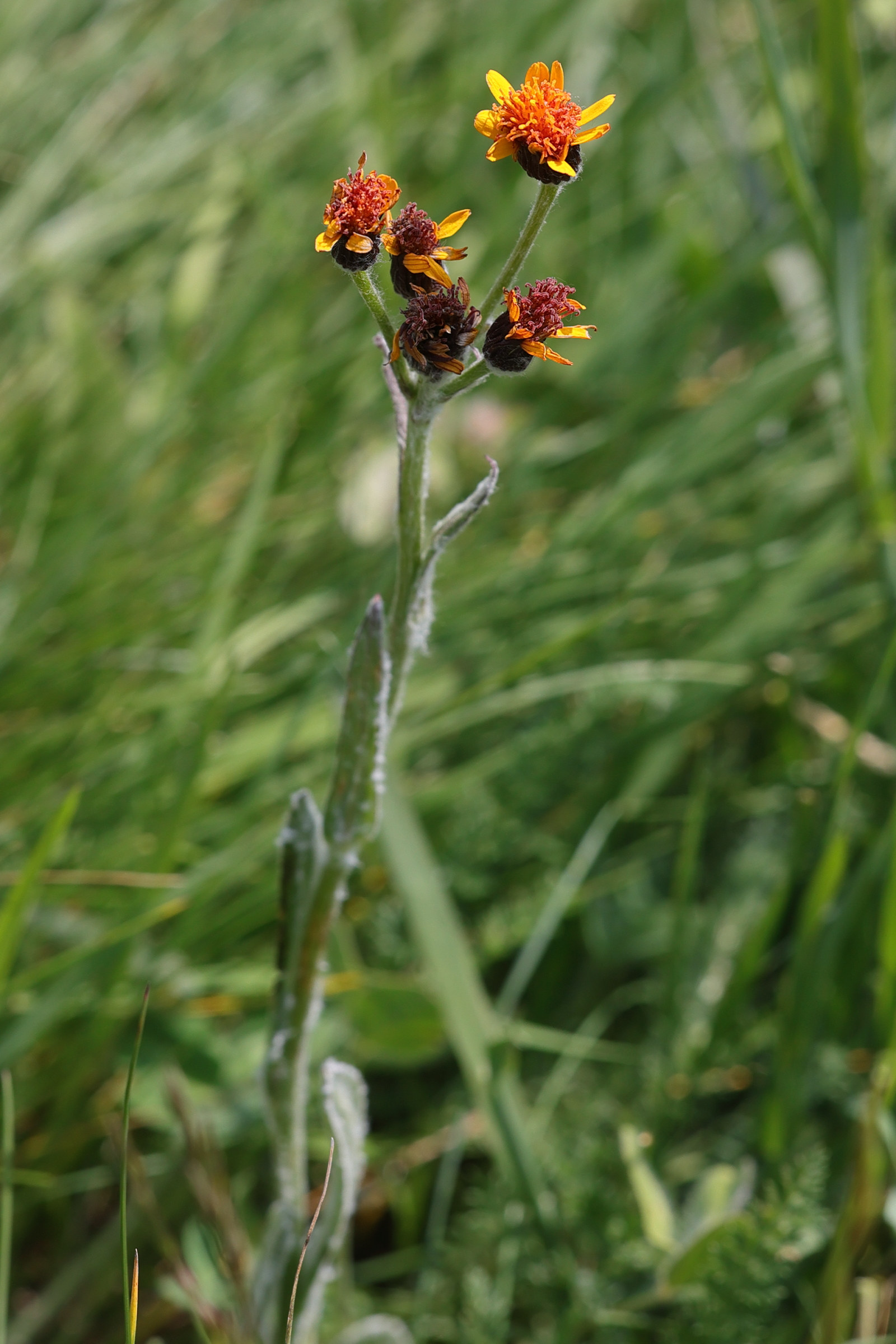 Afficher le média tephroseris_integrifolia_capitata7md tephroseris_integrifolia_capitata7md