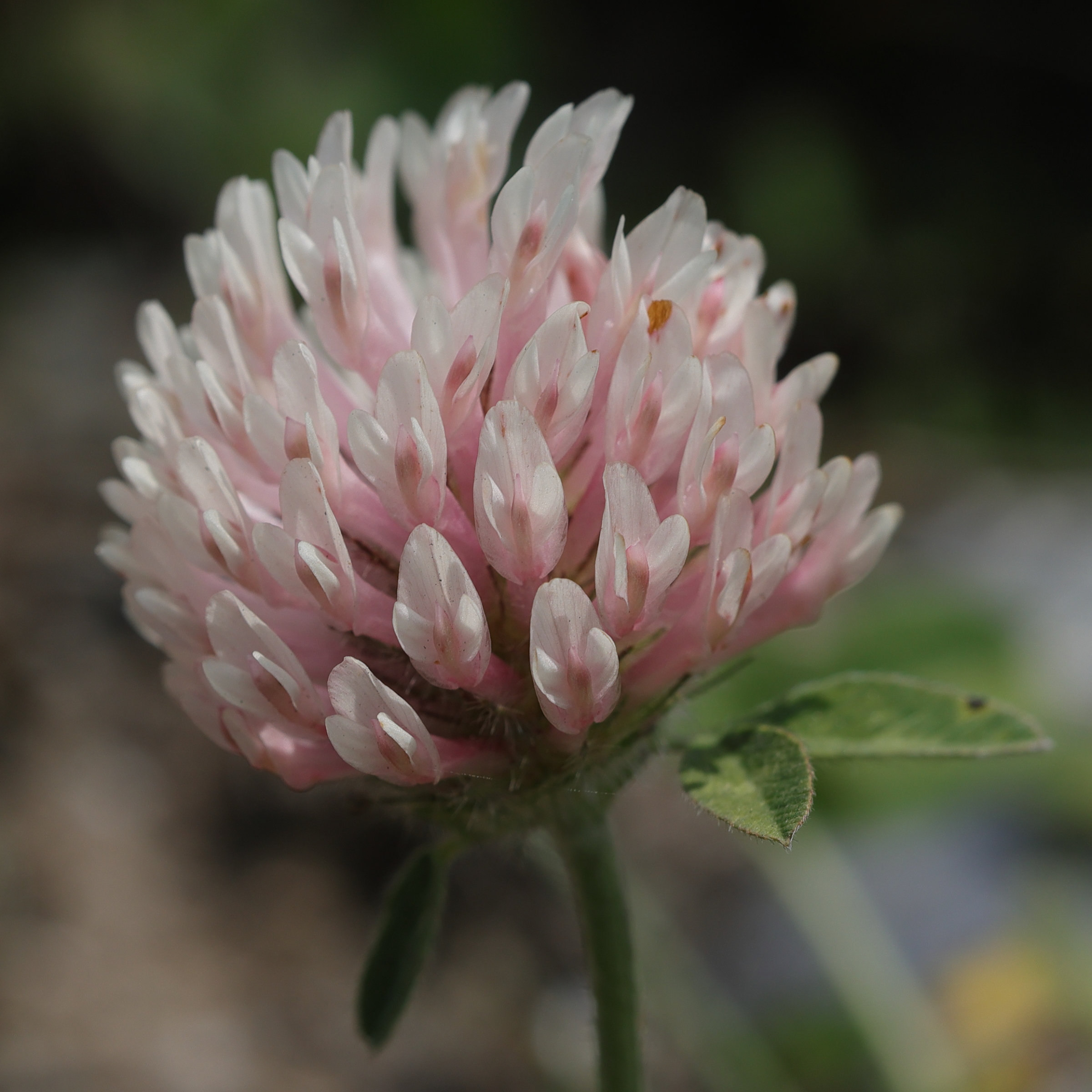 trifolium_pratense2md