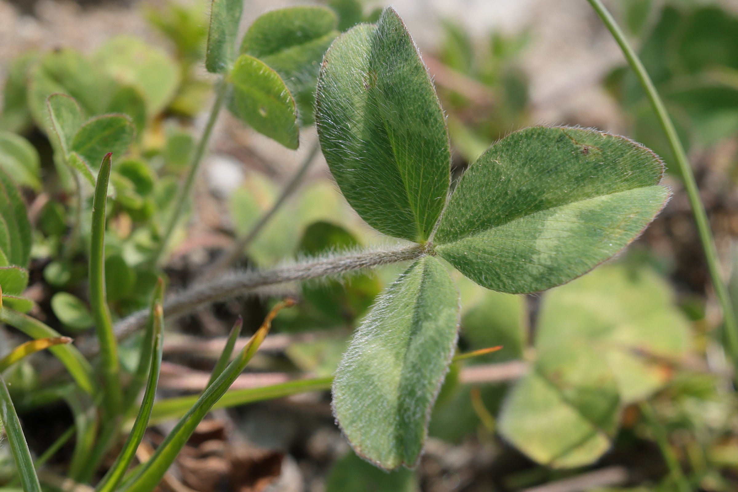trifolium_pratense4md