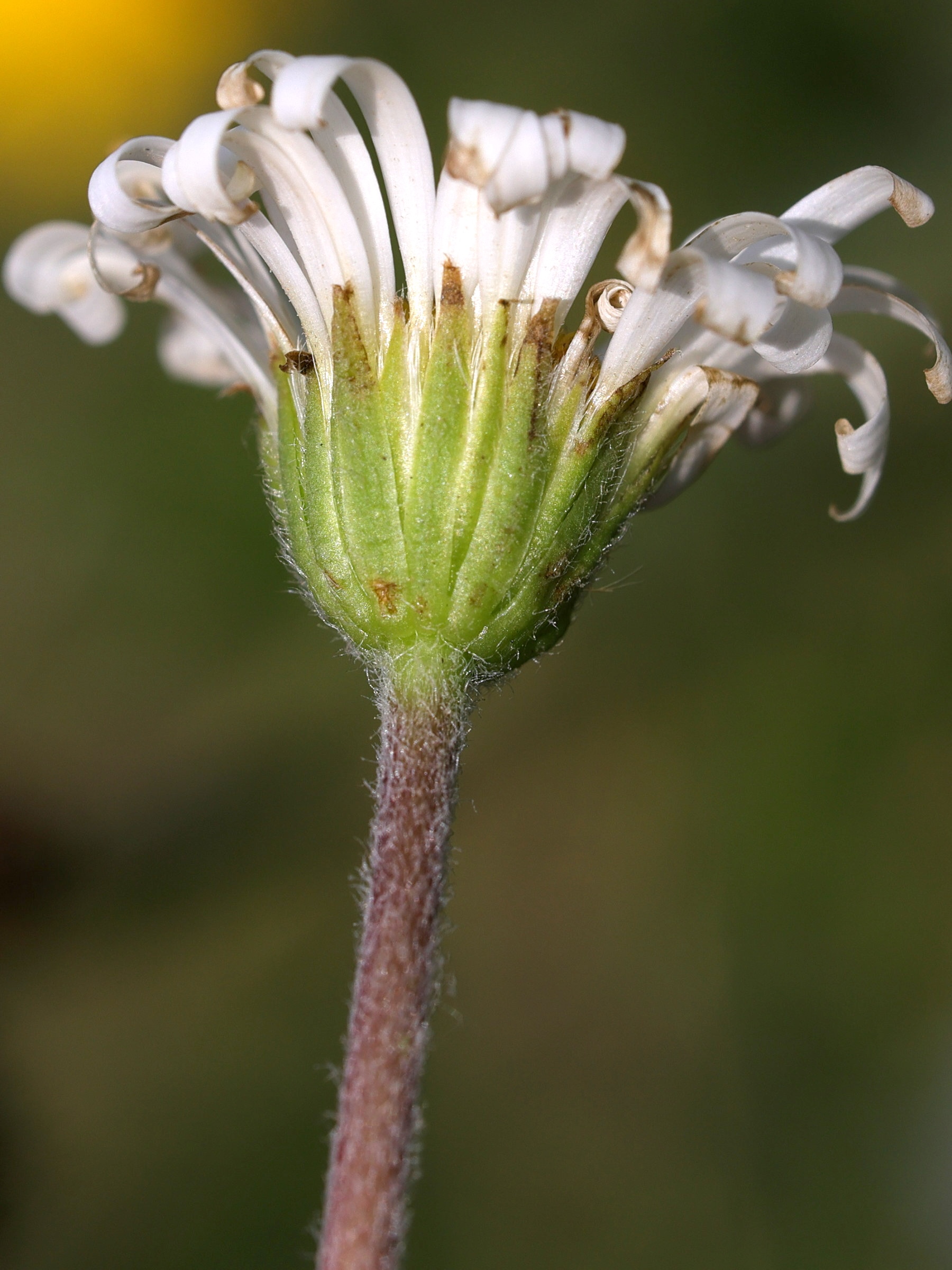 Afficher le média bellidiastrum_michelii4md bellidiastrum_michelii4md