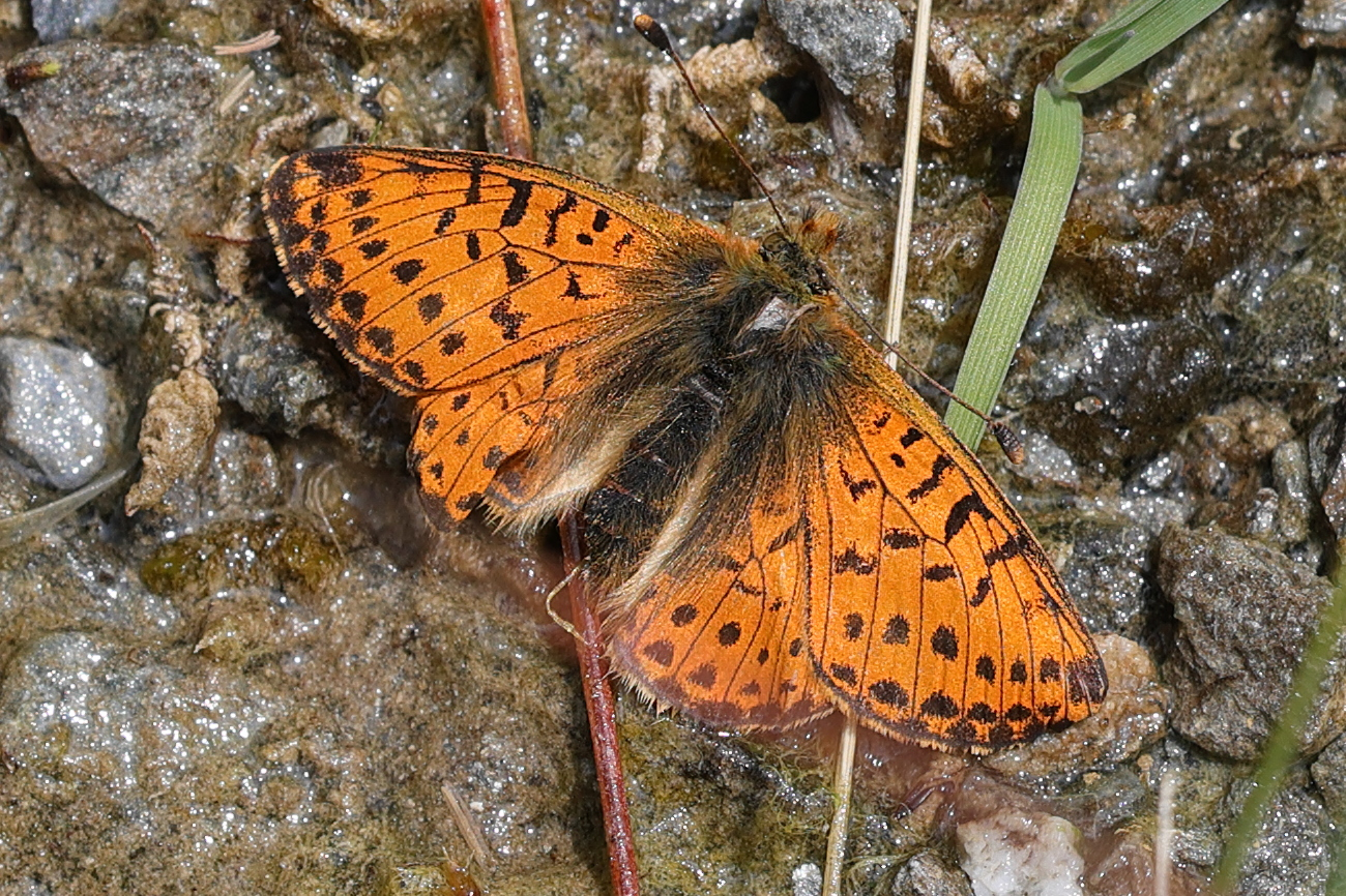 boloria_napaea1md