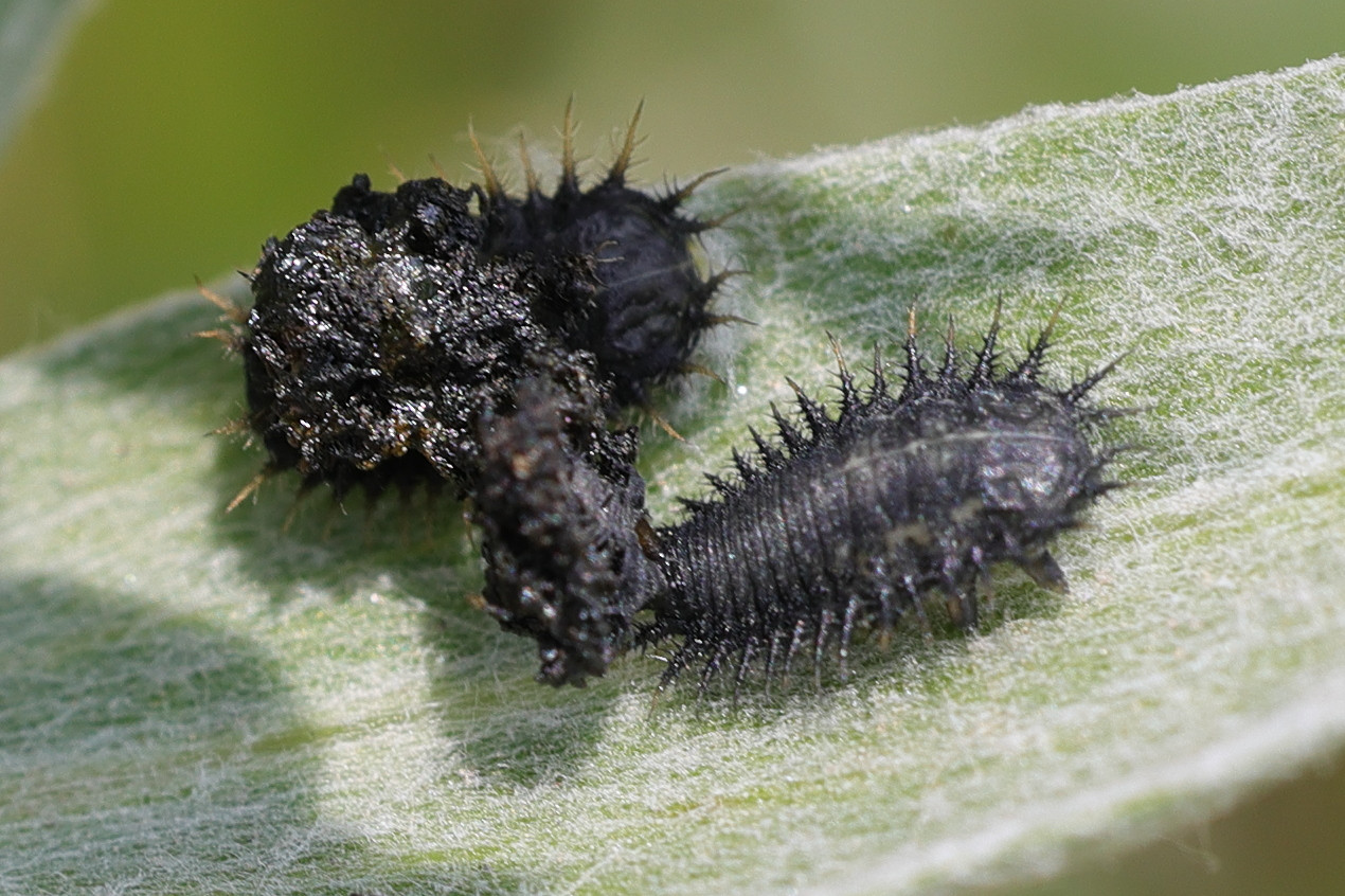 chilocorus_renipystulatus_larv1md