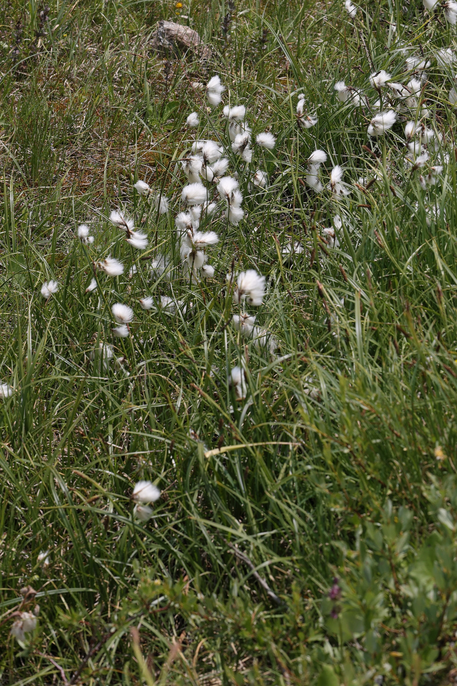eriophorum_latifolium1md