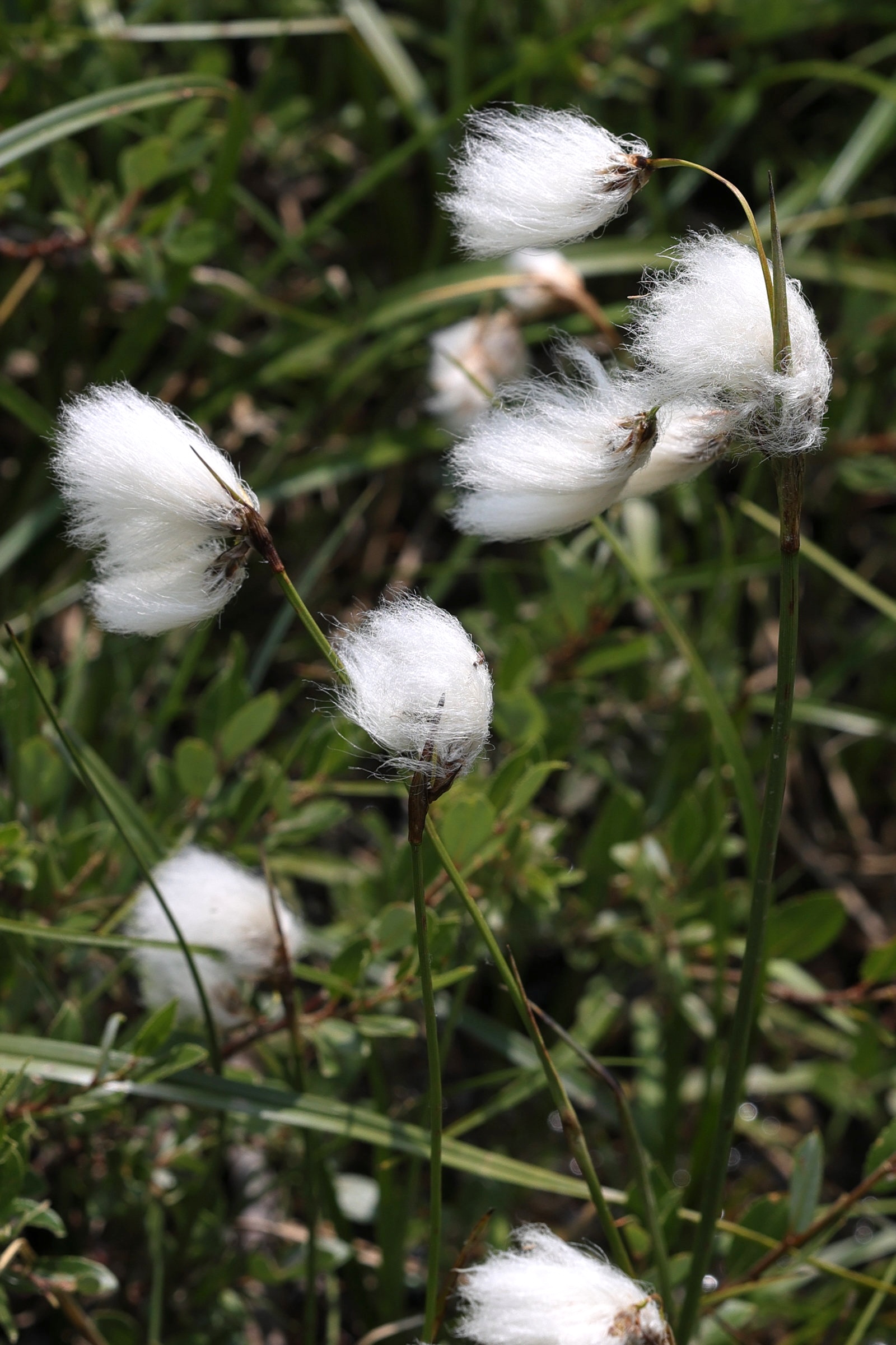 eriophorum_latifolium2md