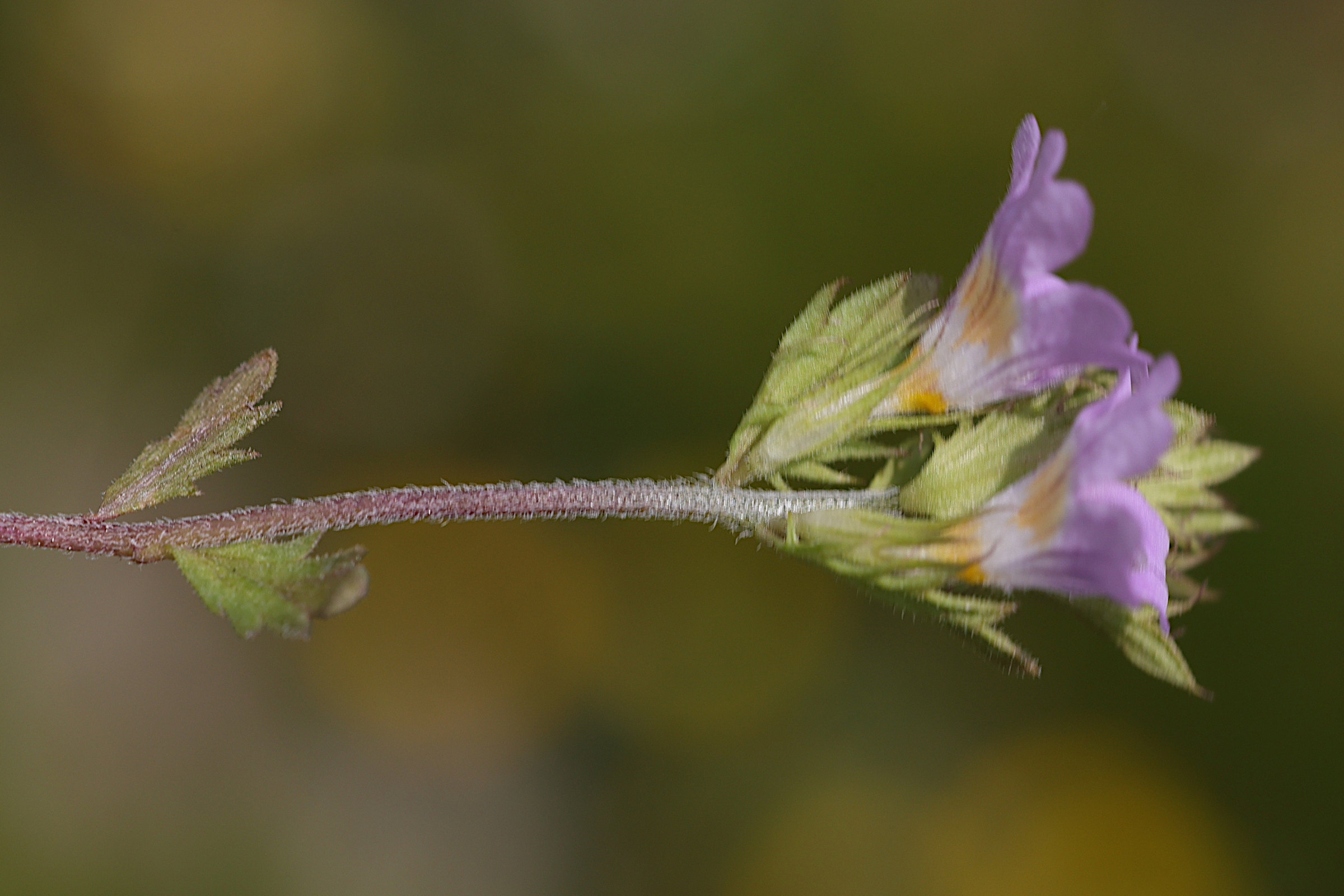 euphrasia_alpina2md