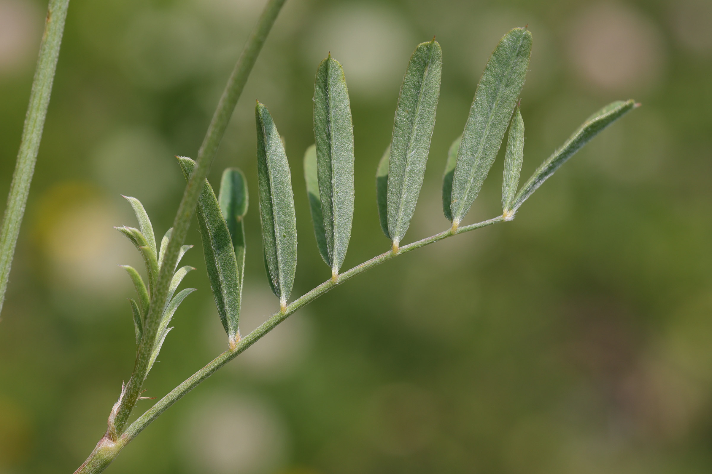 Afficher le média onobrychis_montana2md onobrychis_montana2md