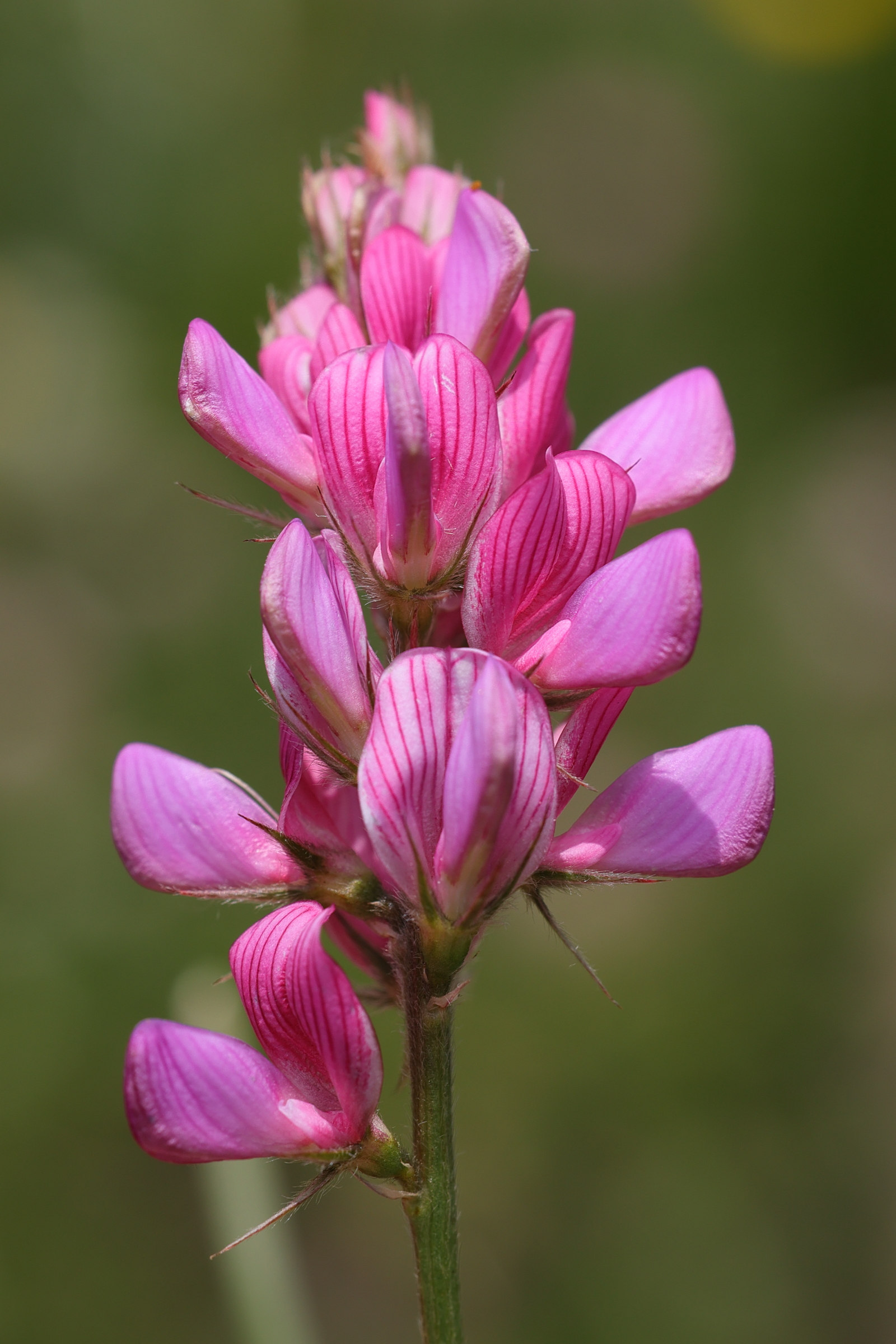 Afficher le média onobrychis_montana3md onobrychis_montana3md