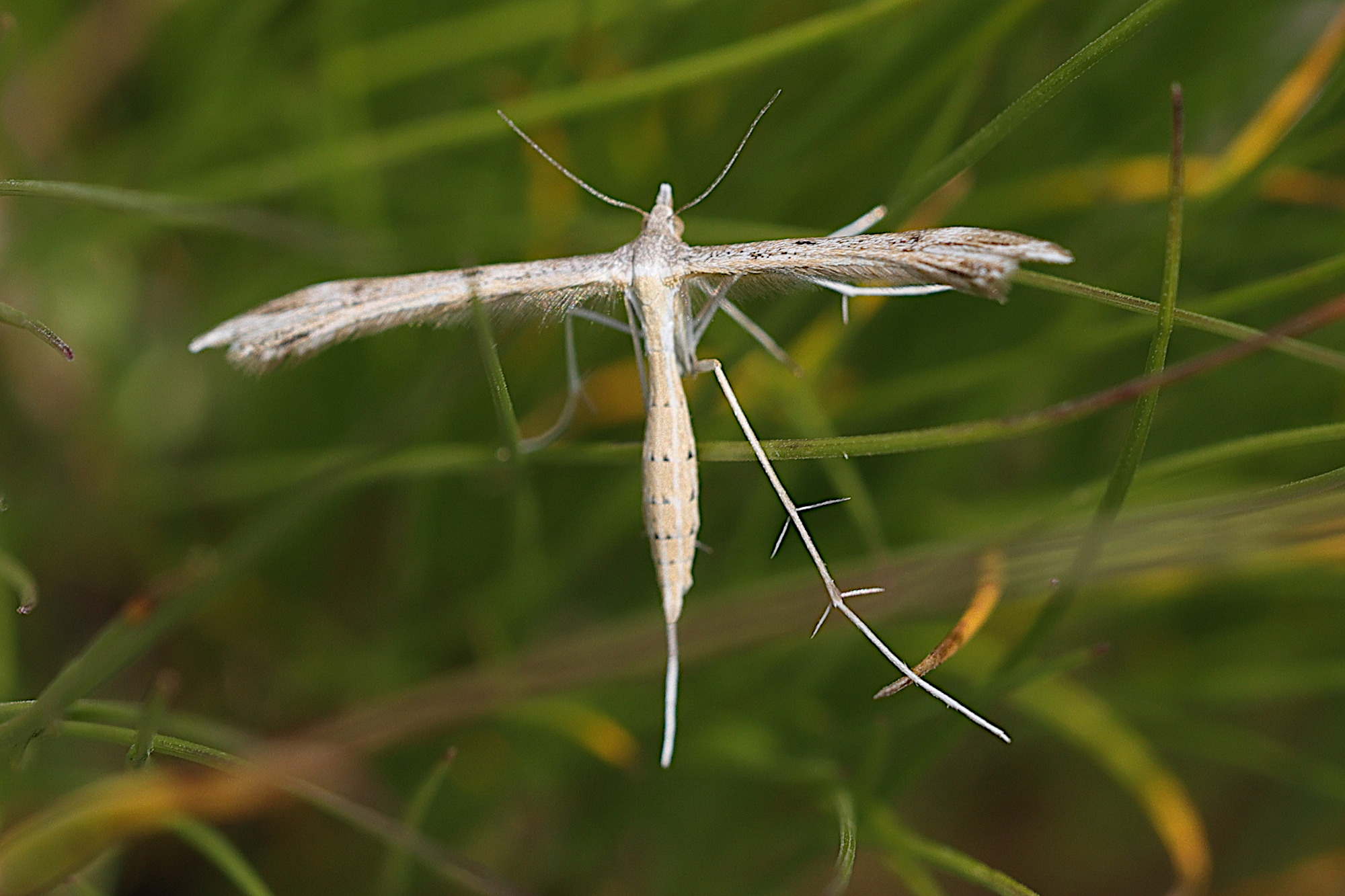 Afficher le média stenoptilia_pneumonanthes1md stenoptilia_pneumonanthes1md