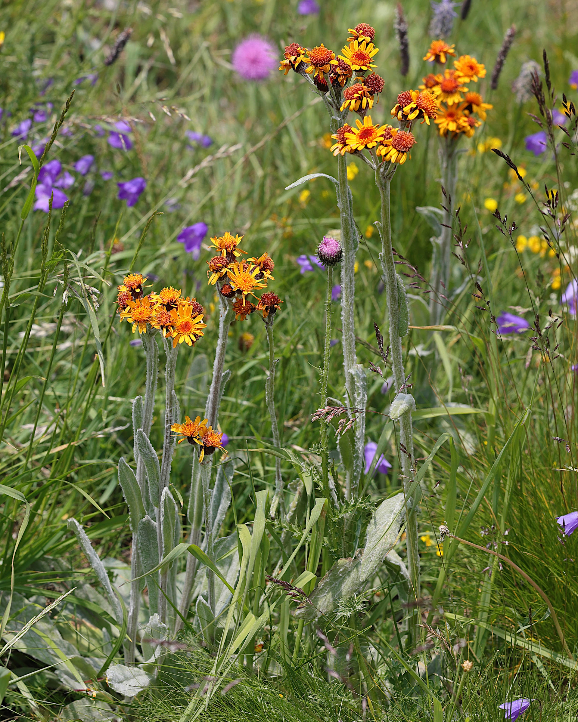 Afficher le média tephroseris_integrifolia_capitata1md tephroseris_integrifolia_capitata1md