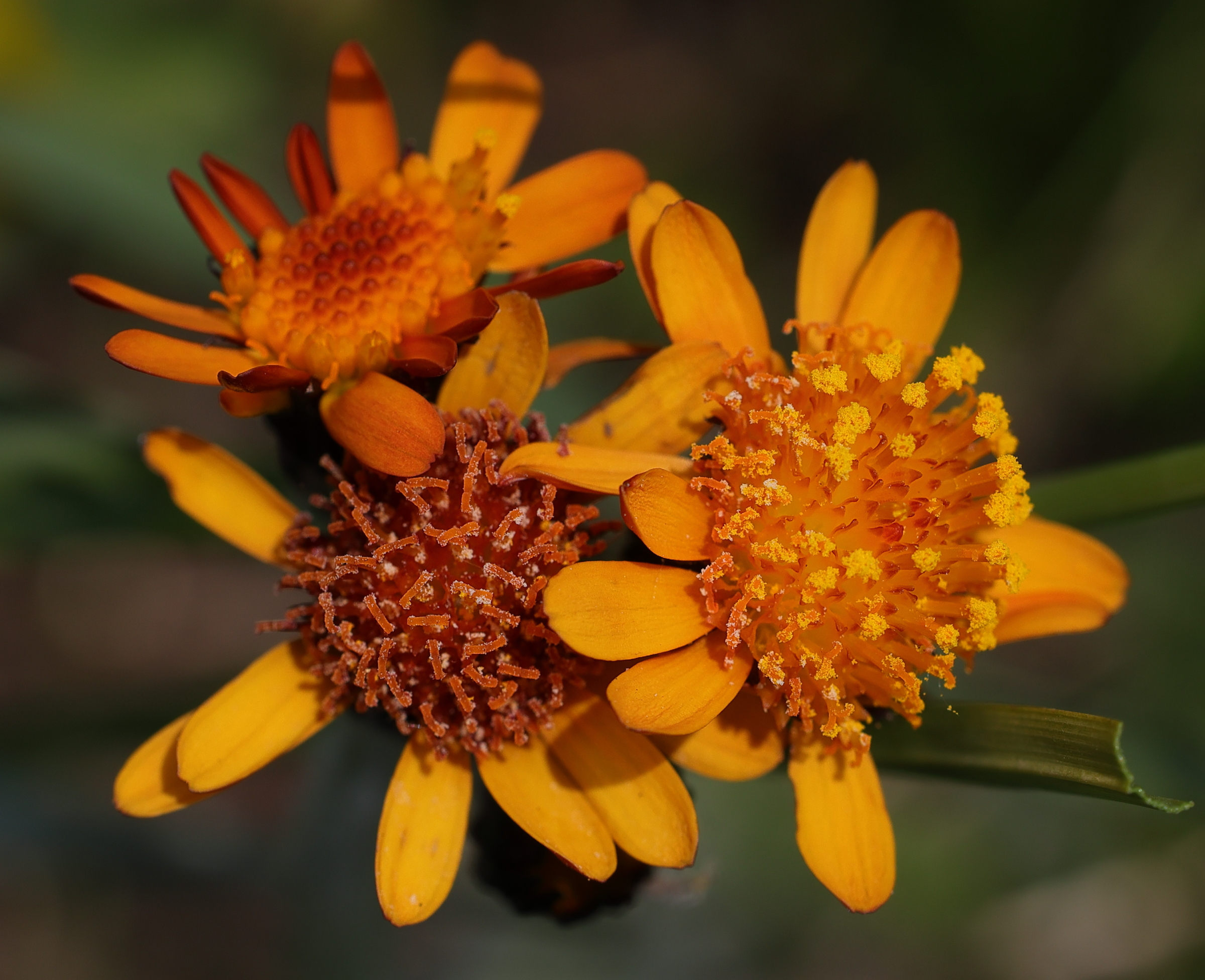 Afficher le média tephroseris_integrifolia_capitata2md tephroseris_integrifolia_capitata2md