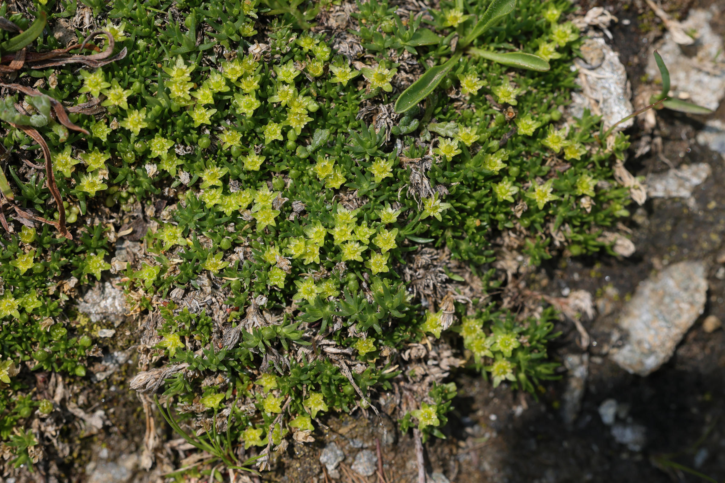 Afficher le média cherleria_sedoides1md cherleria_sedoides1md