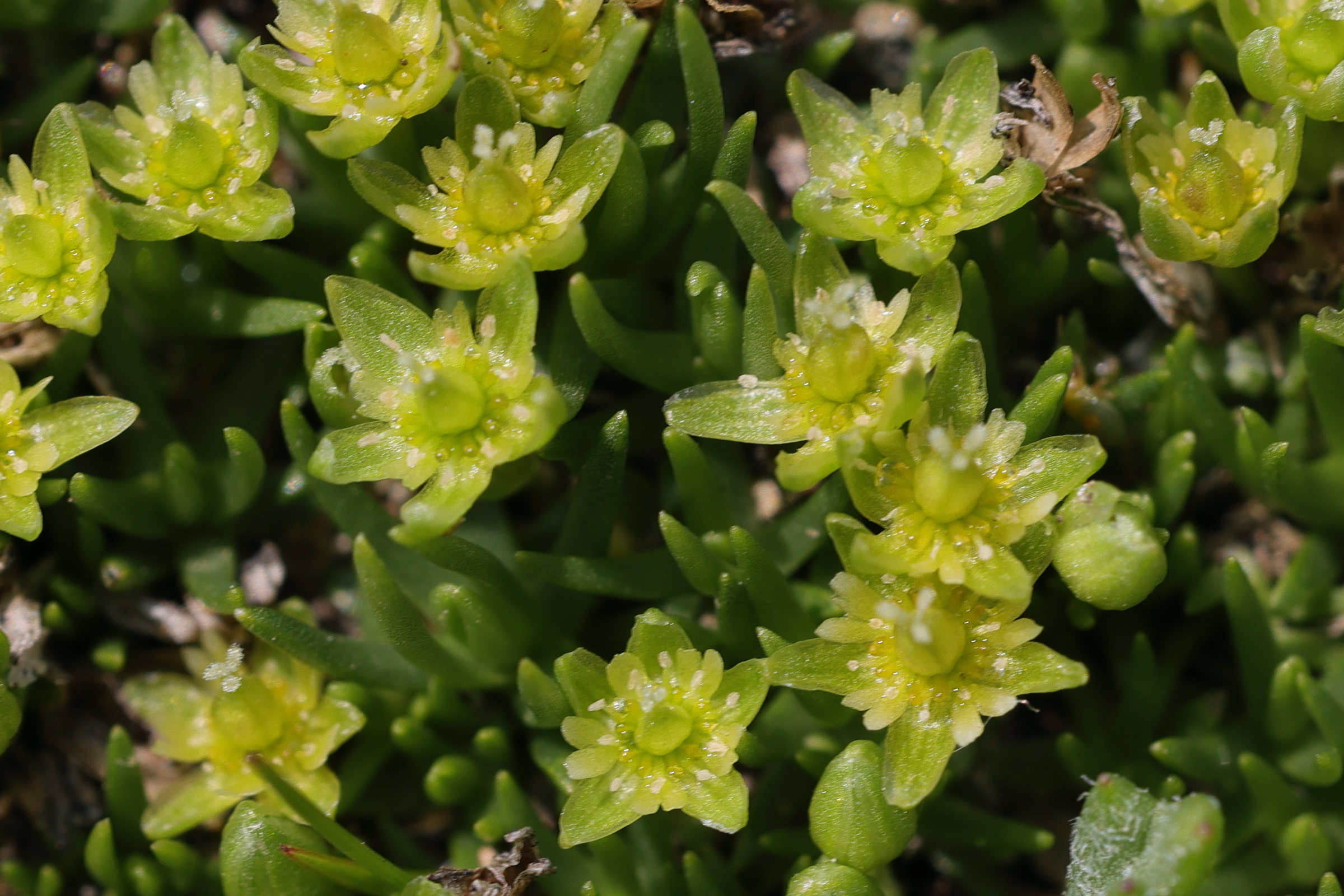 Afficher le média cherleria_sedoides3md cherleria_sedoides3md