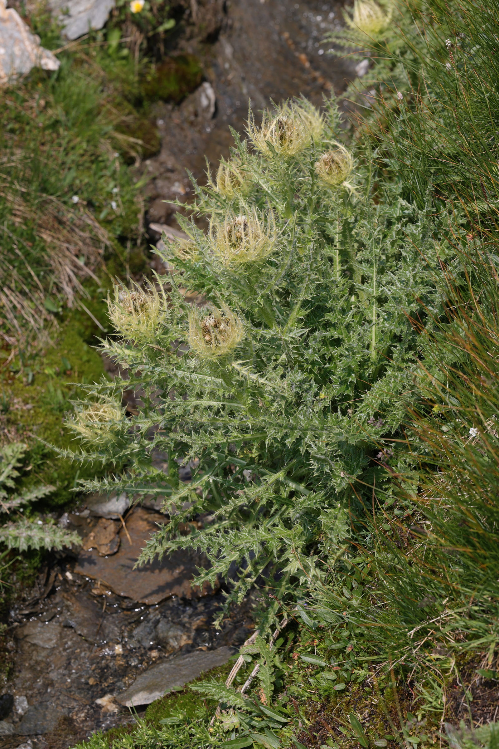 cirsium_spinosissimum4md
