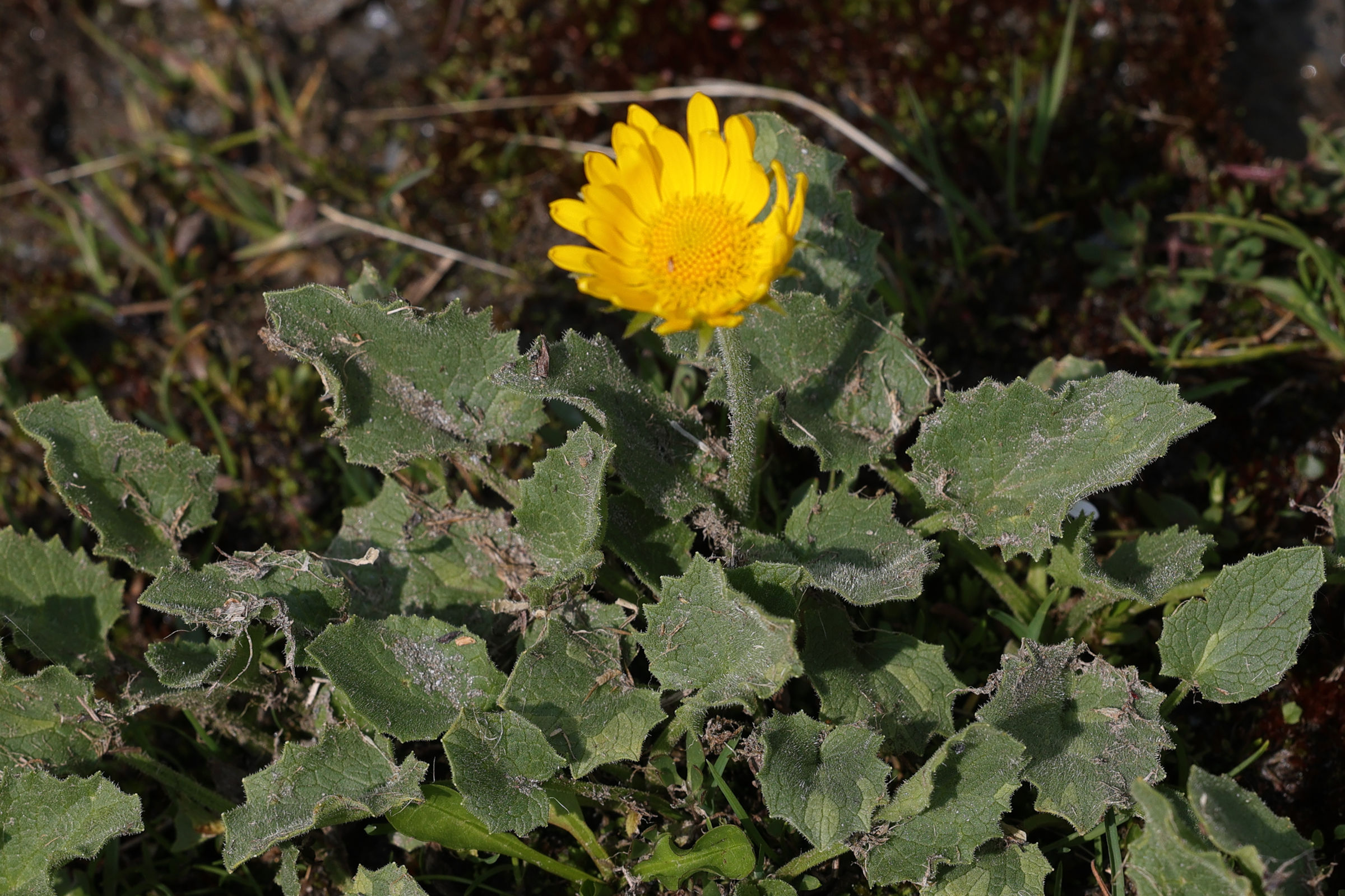 Afficher le média doronicum_grandiflorum7md doronicum_grandiflorum7md