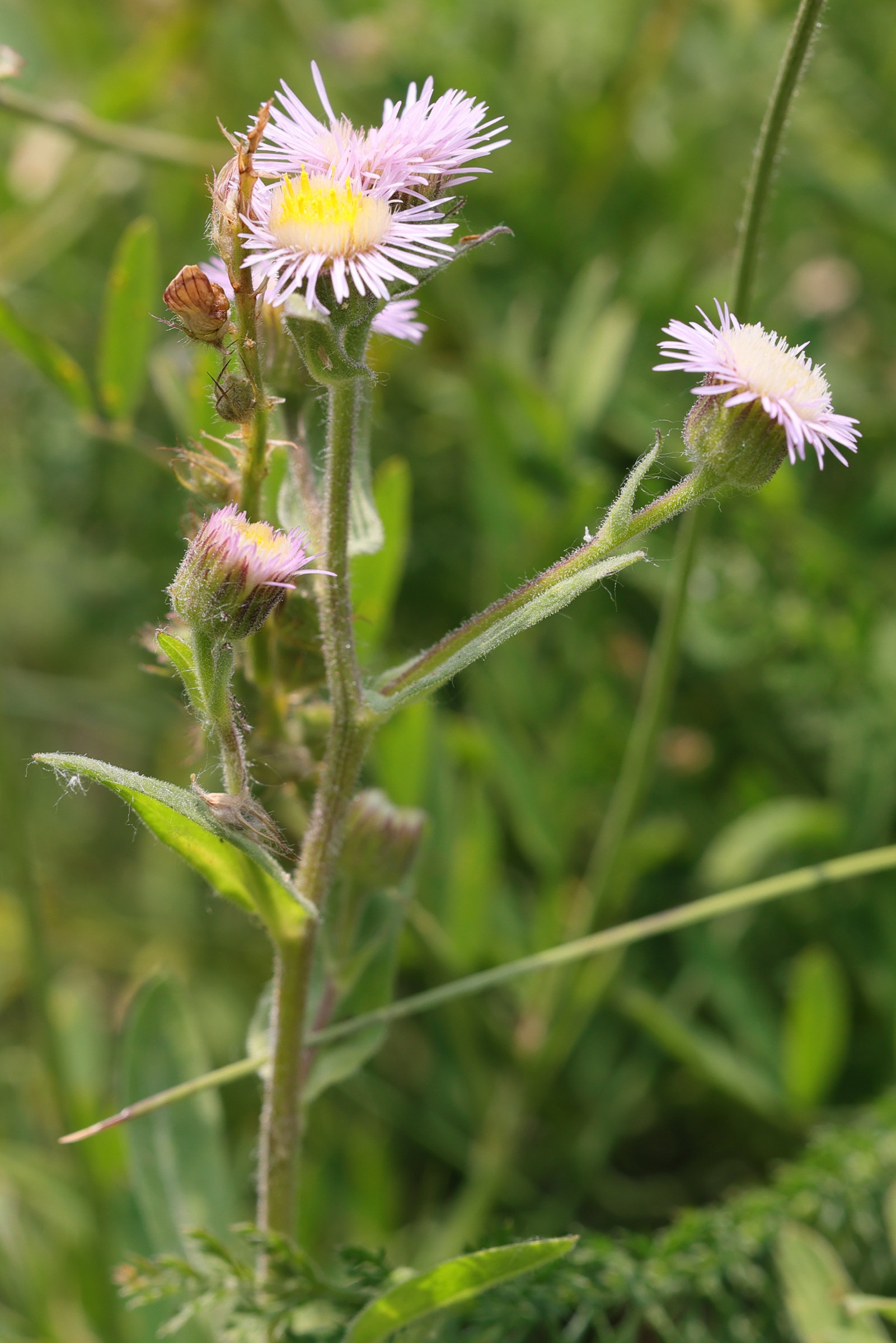 Afficher le média erigeron_alpinus3md erigeron_alpinus3md