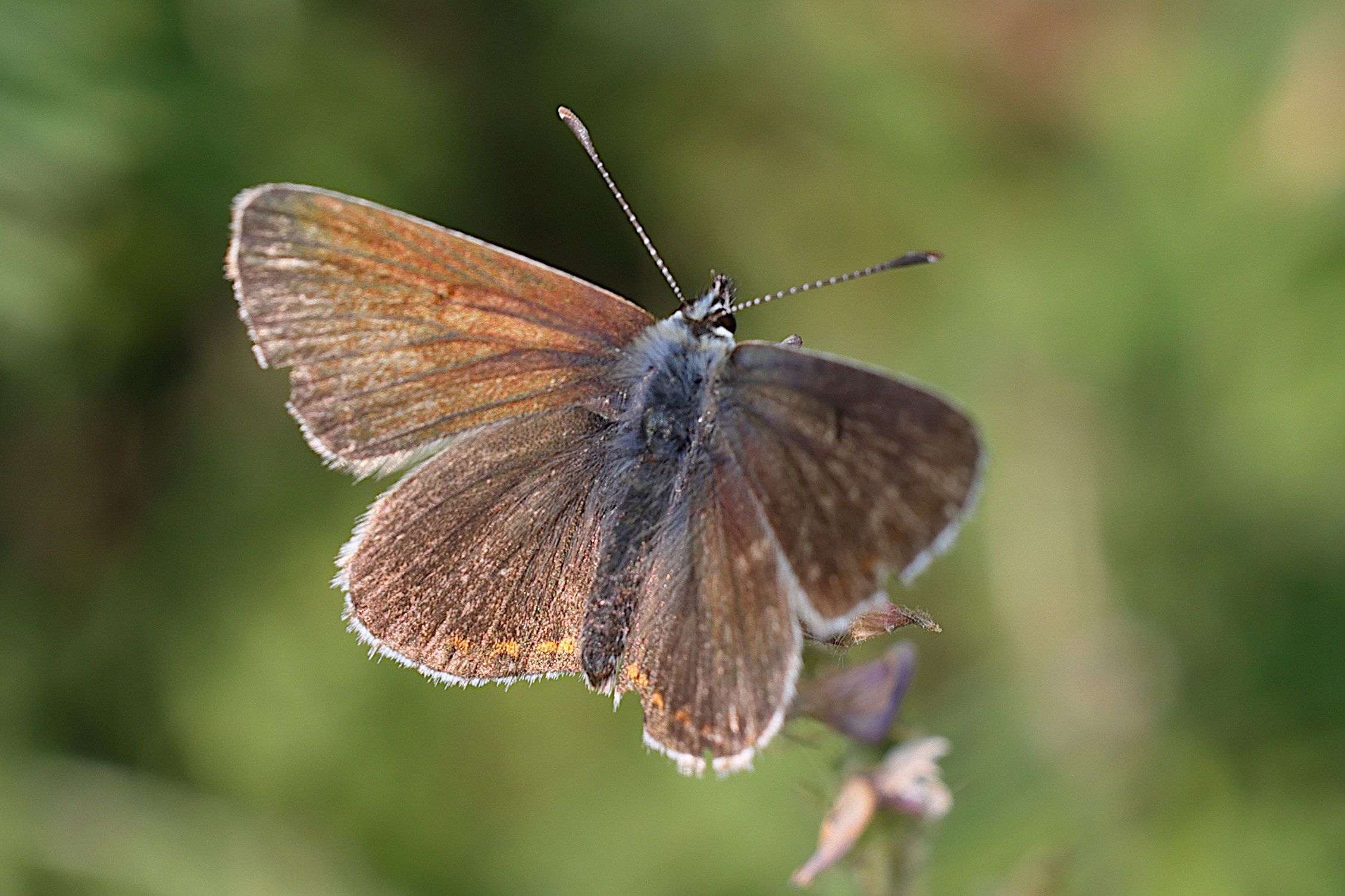 eumedonia_eumedon3md