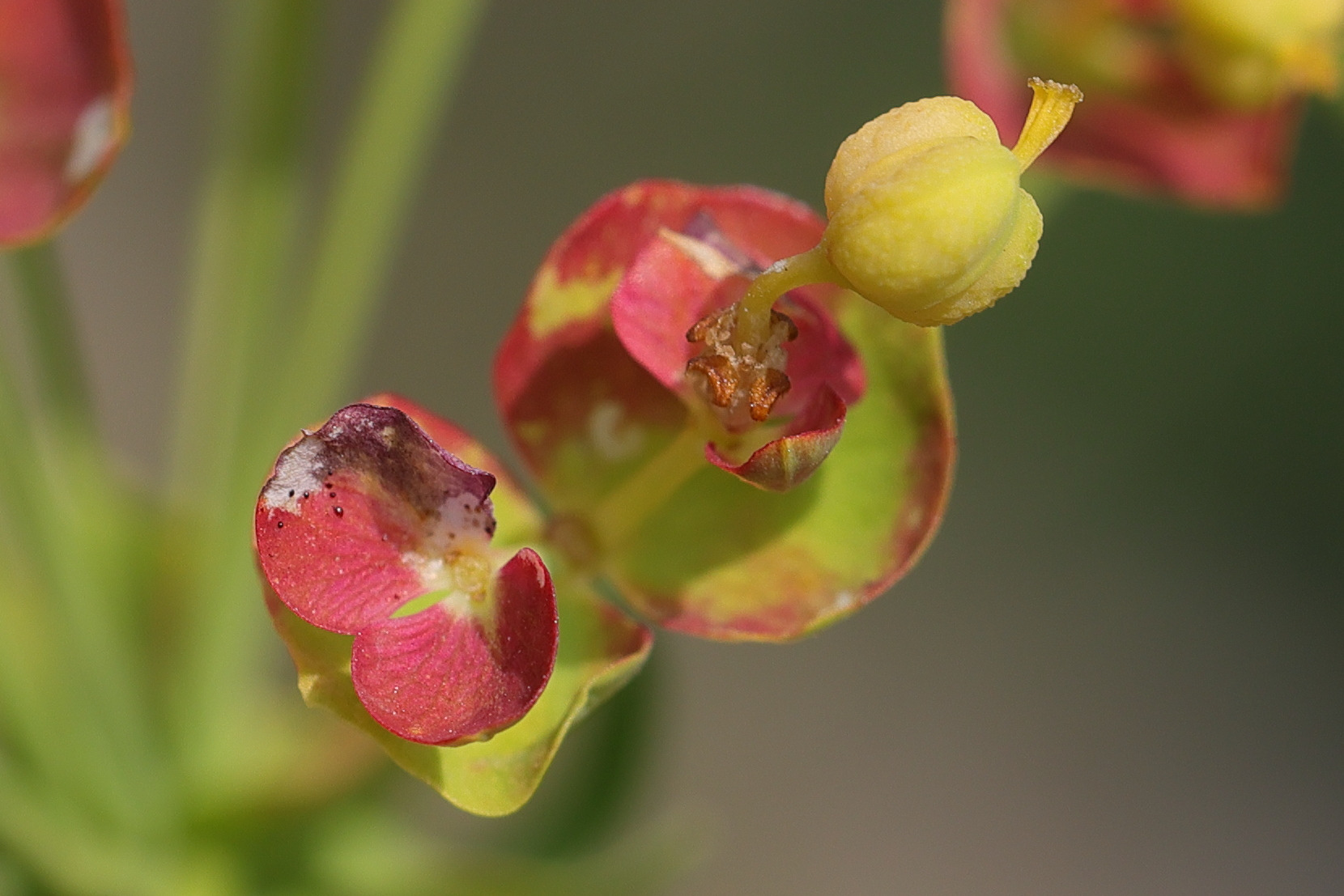 Afficher le média euphorbia-cyparissias9md euphorbia-cyparissias9md