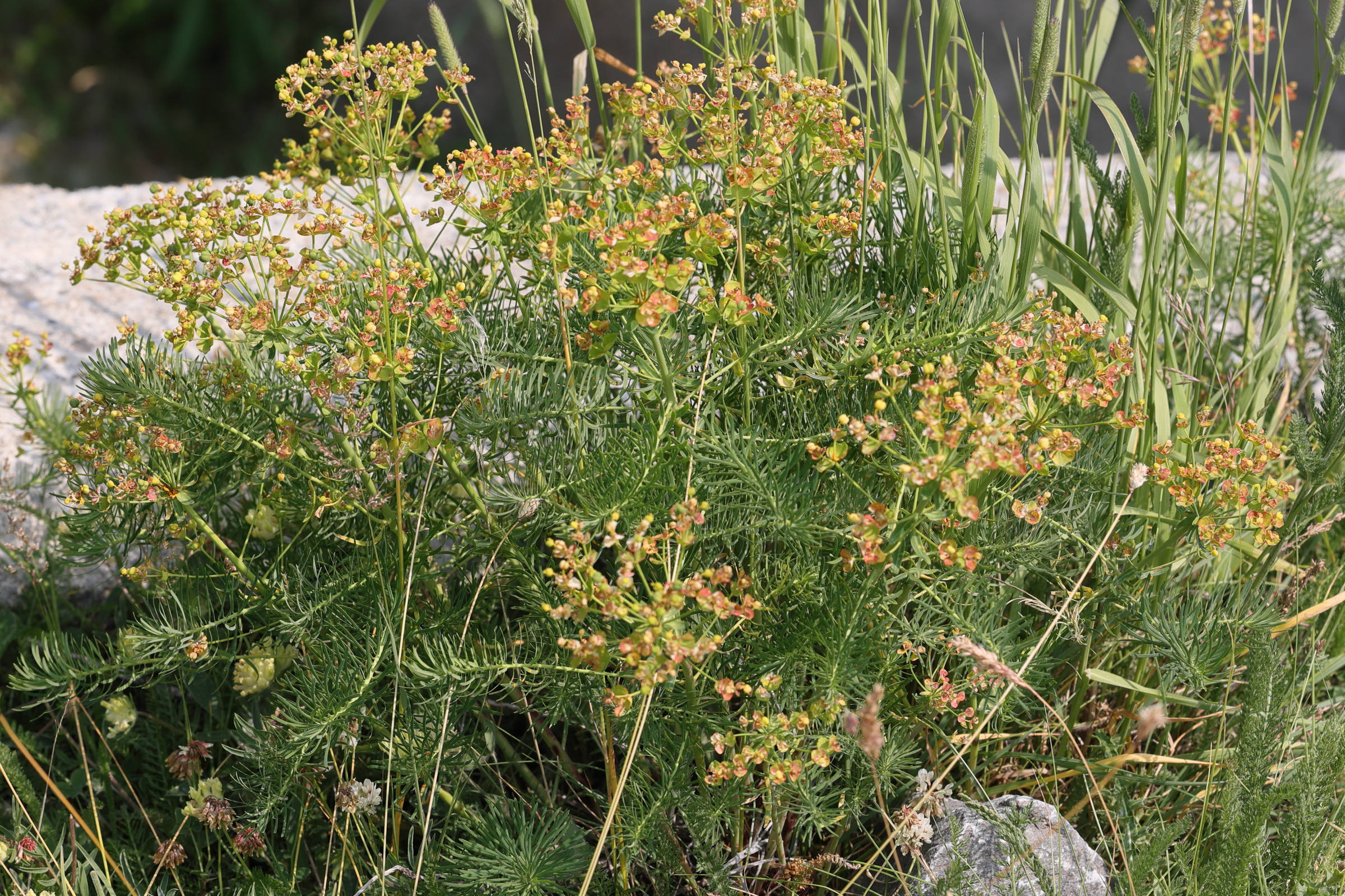 Afficher le média euphorbia_cyparissias8md euphorbia_cyparissias8md