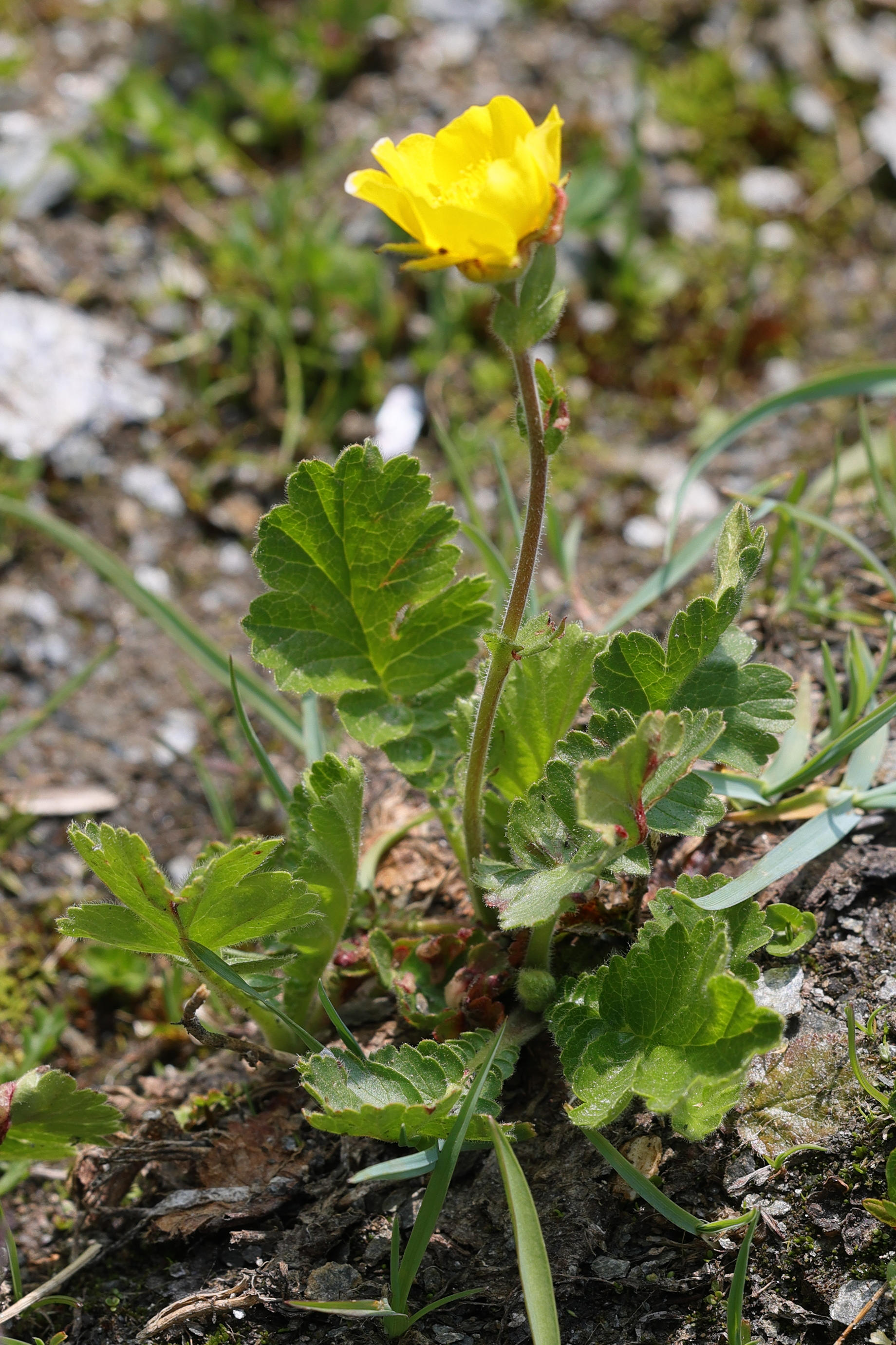 geum_montanum2md