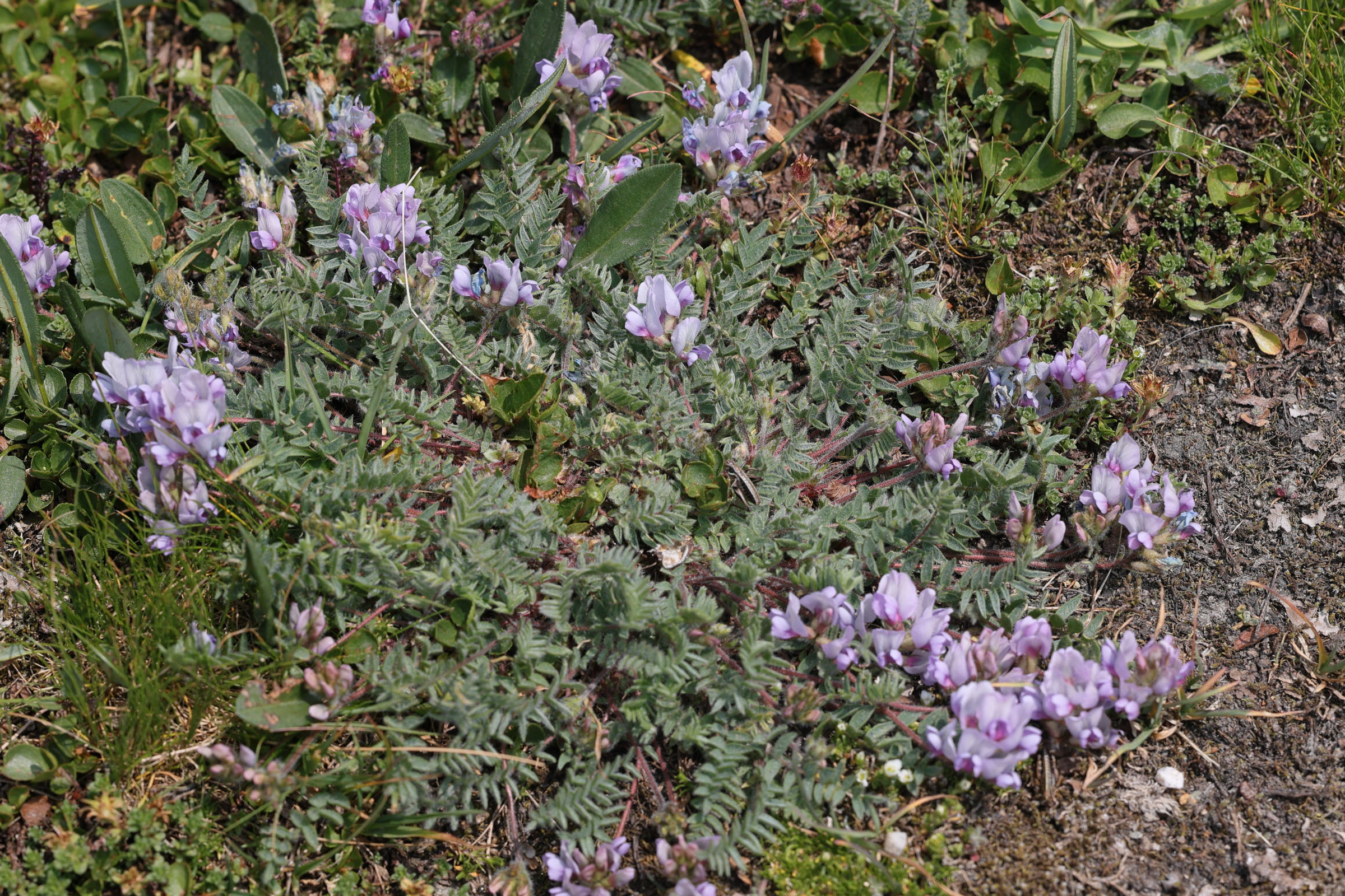 oxytropis_helvetica3md