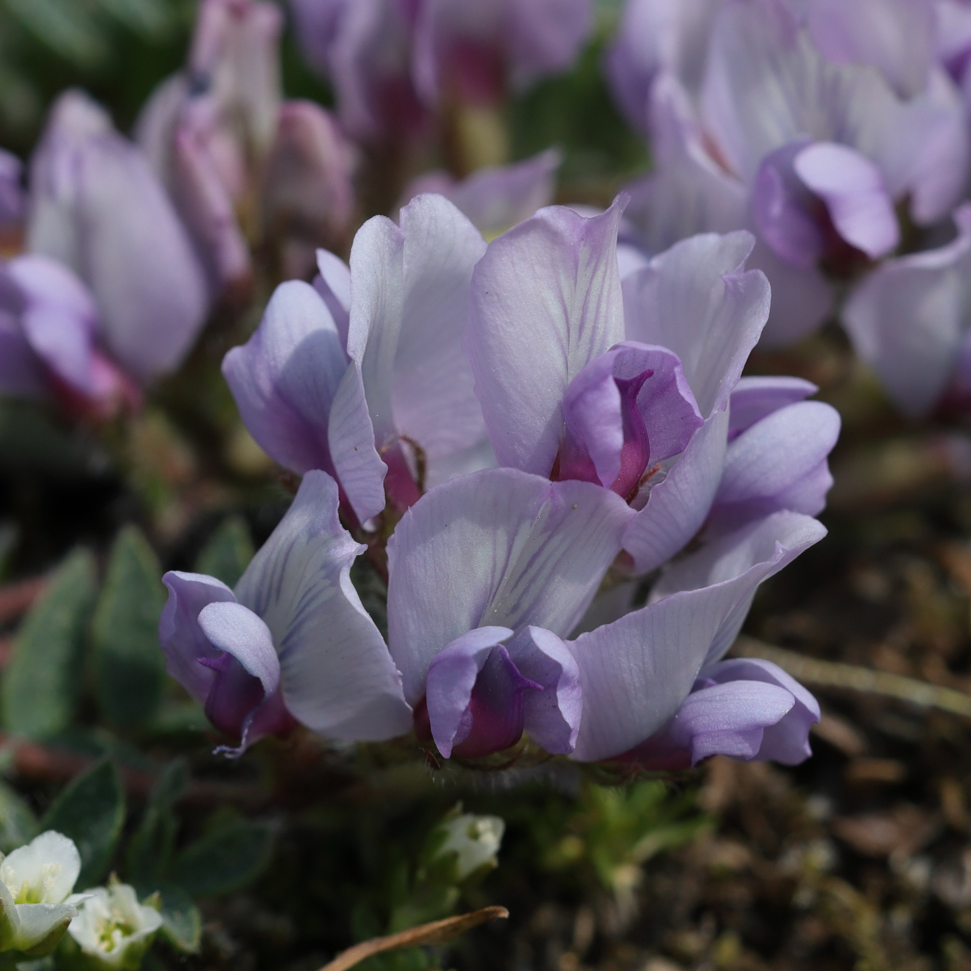 oxytropis_helvetica4md