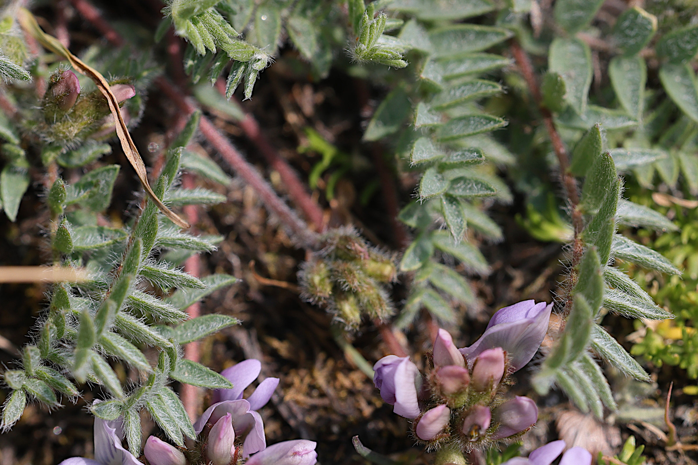 oxytropis_helvetica5md