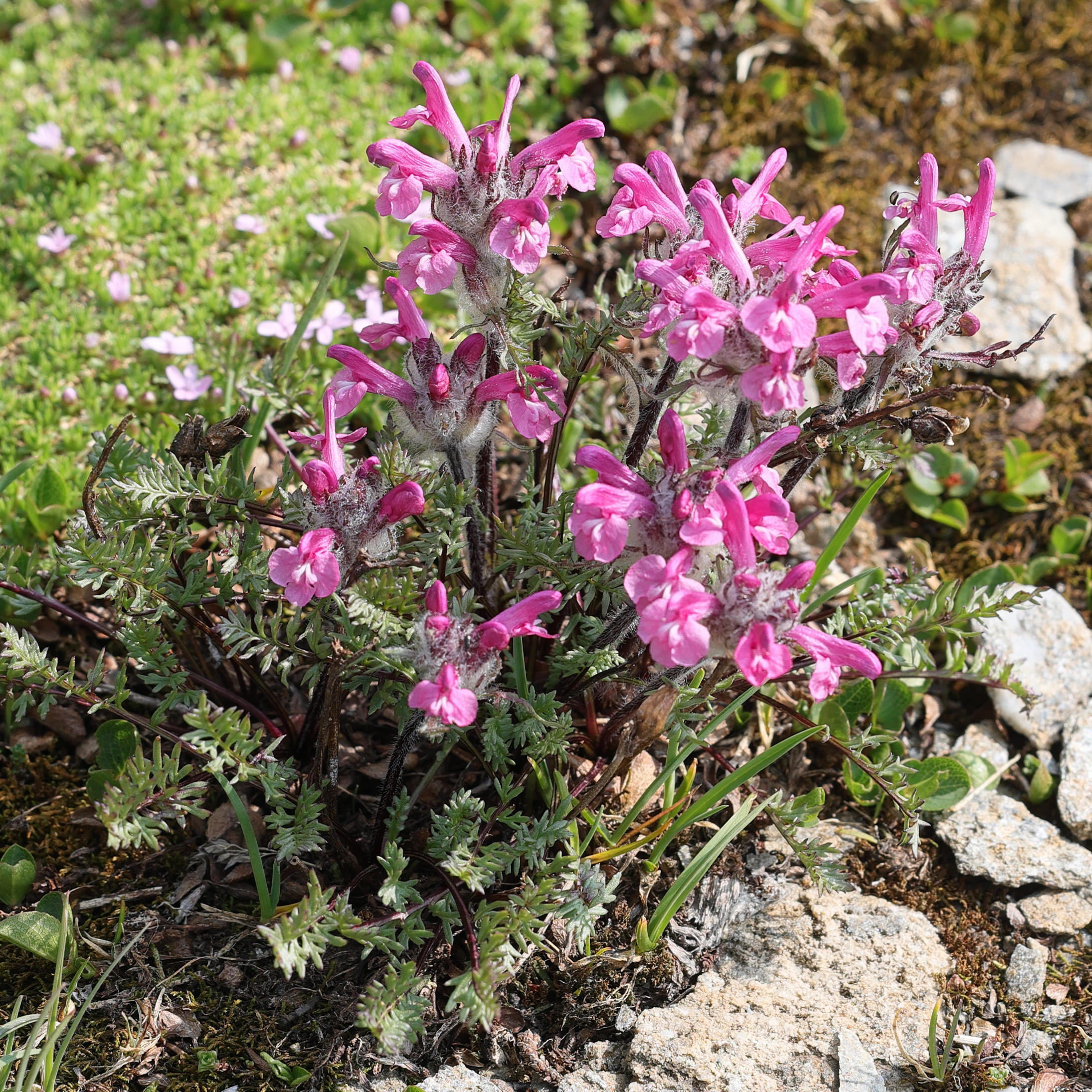 Afficher le média pedicularis_rosea_allionii2md pedicularis_rosea_allionii2md
