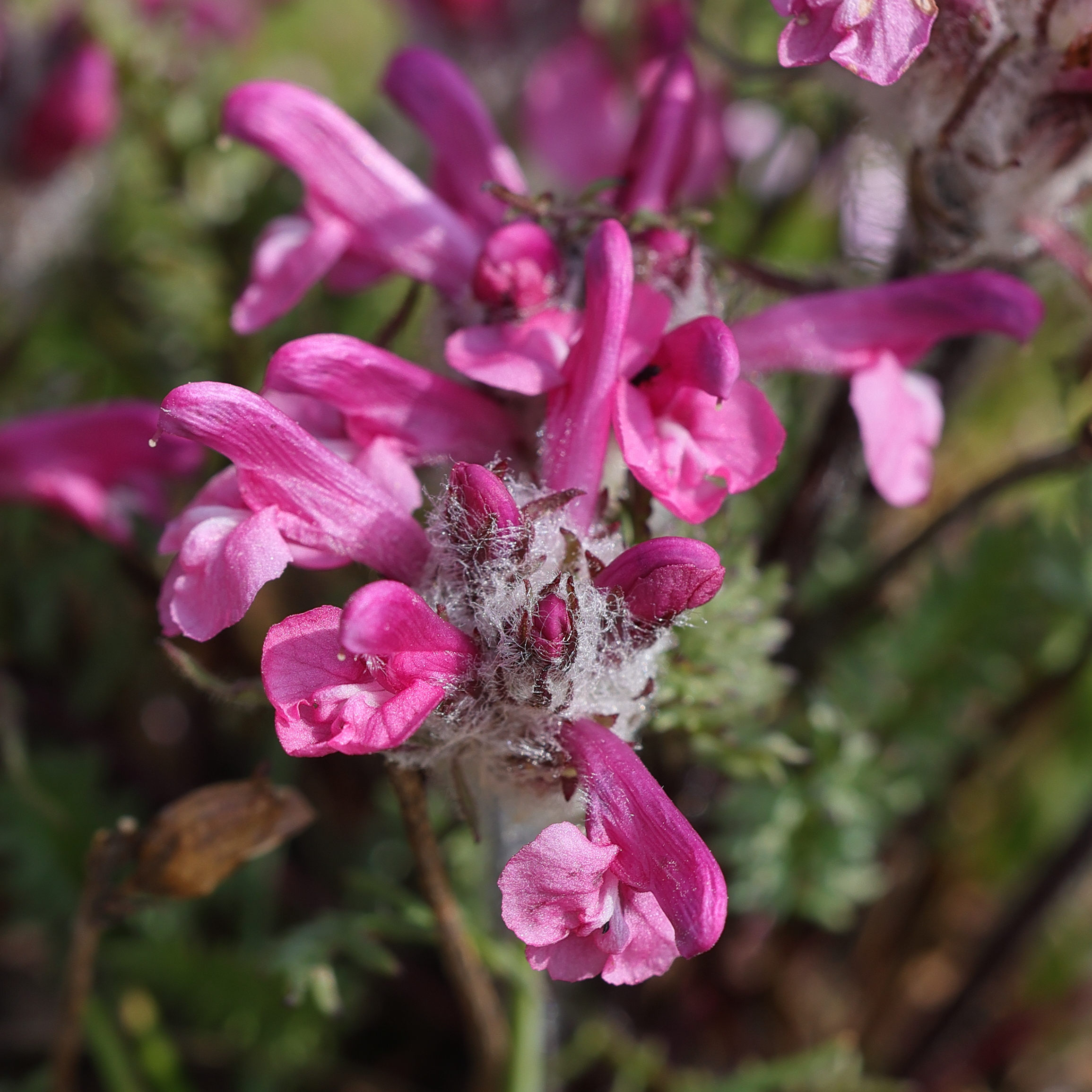 Afficher le média pedicularis_rosea_allionii3md pedicularis_rosea_allionii3md