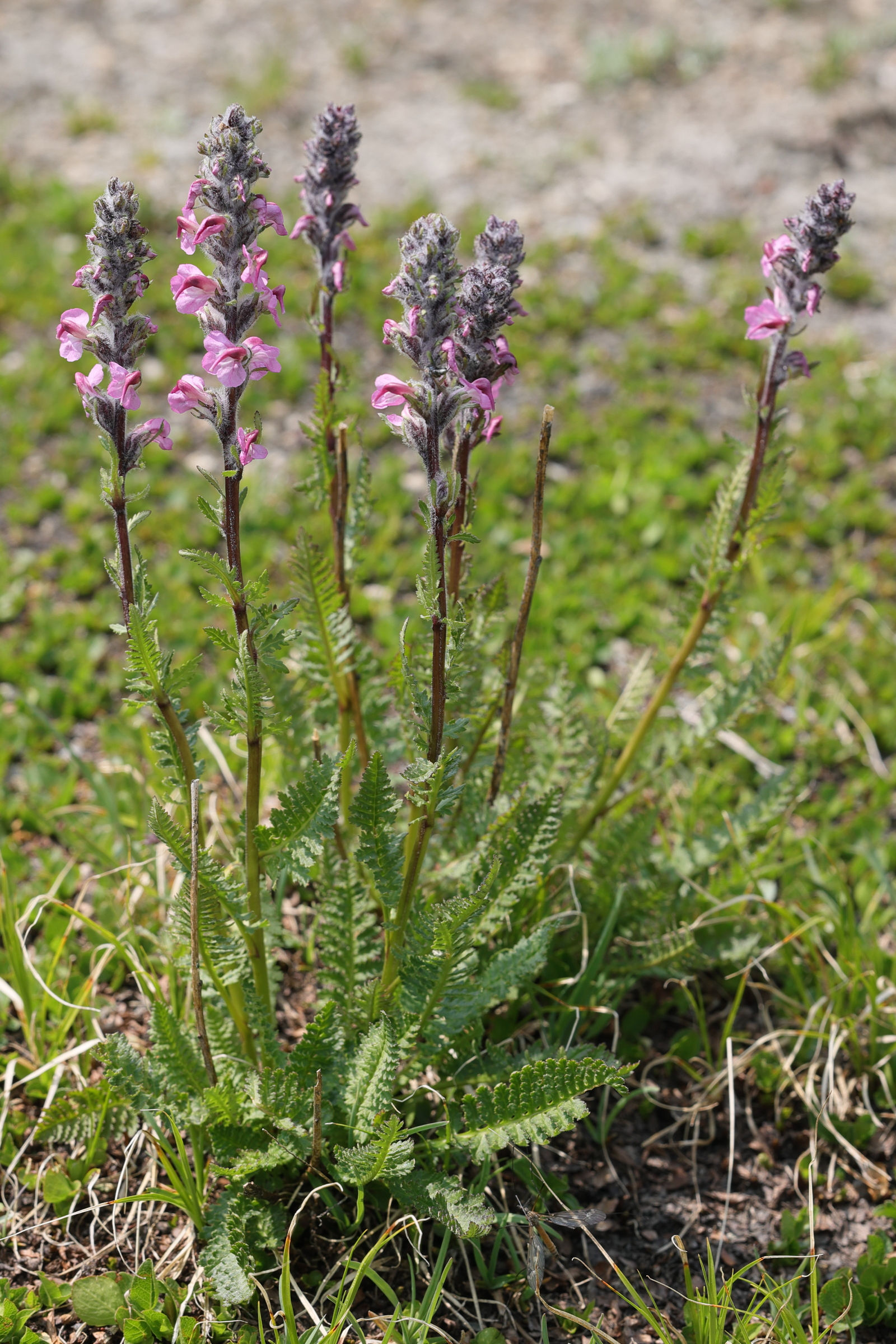 Afficher le média pedicularis_rostratospicata1md pedicularis_rostratospicata1md