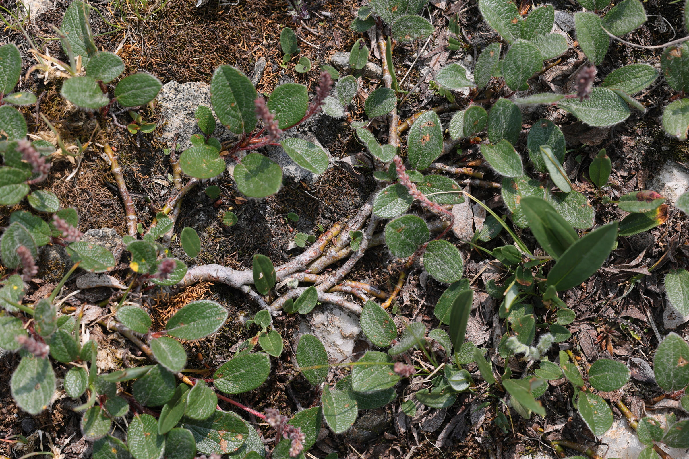 Afficher le média salix_reticulata7md salix_reticulata7md