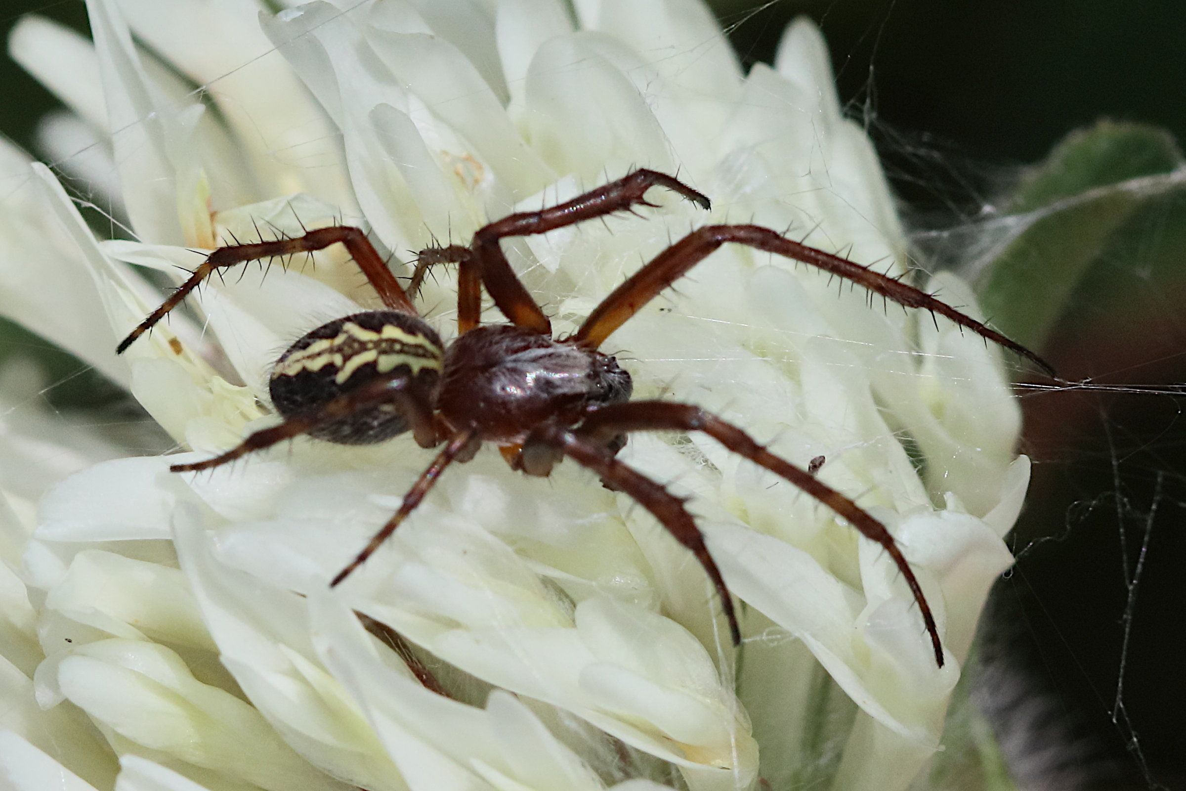 aculepeira_ceropegia10bd